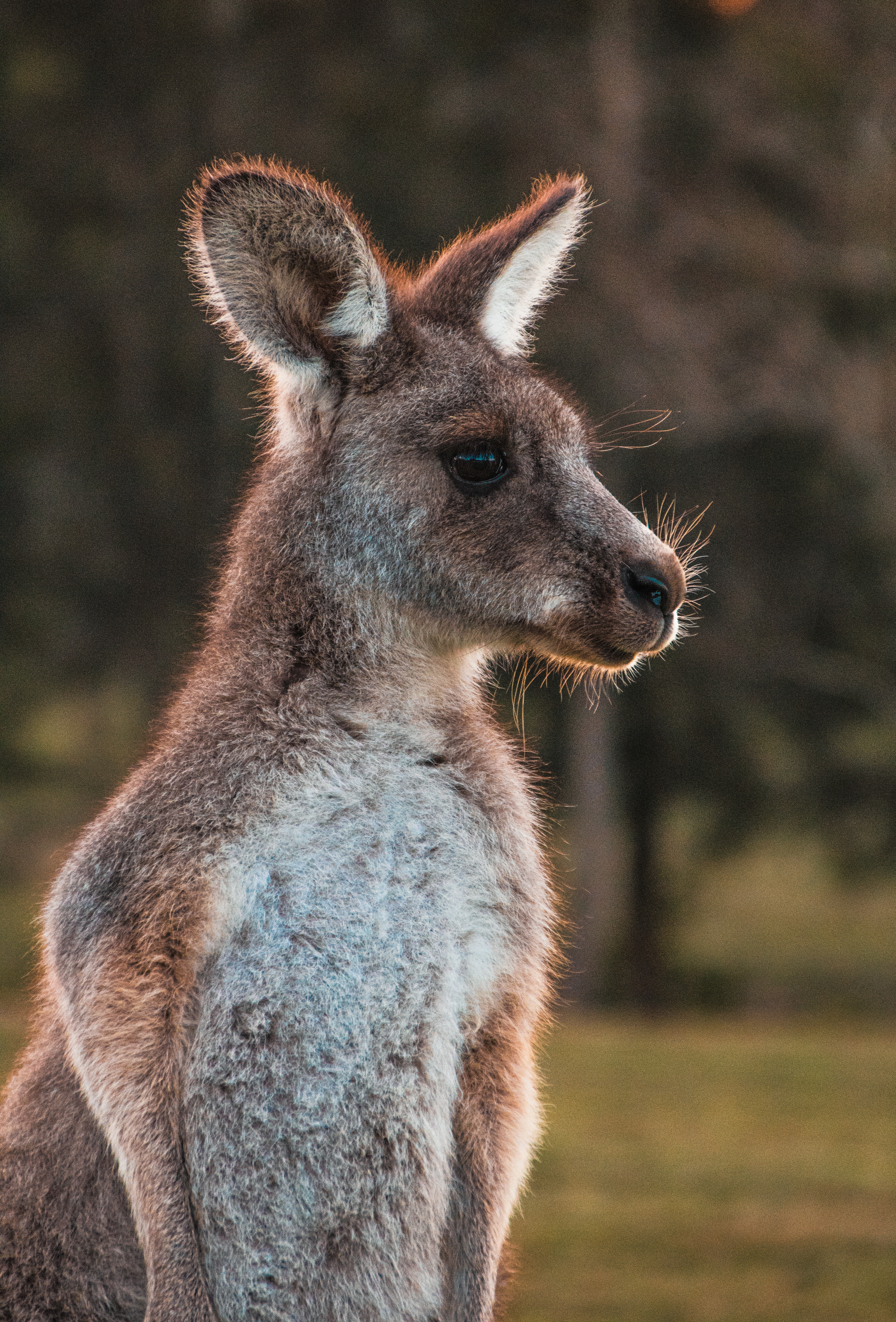 Kangaroo, Ears, Animals, Sight, Opinion