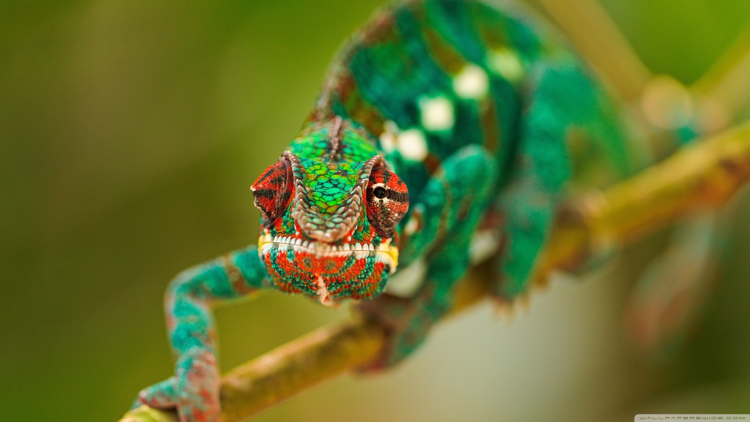 Colorful Chameleon Macro Ultra HD