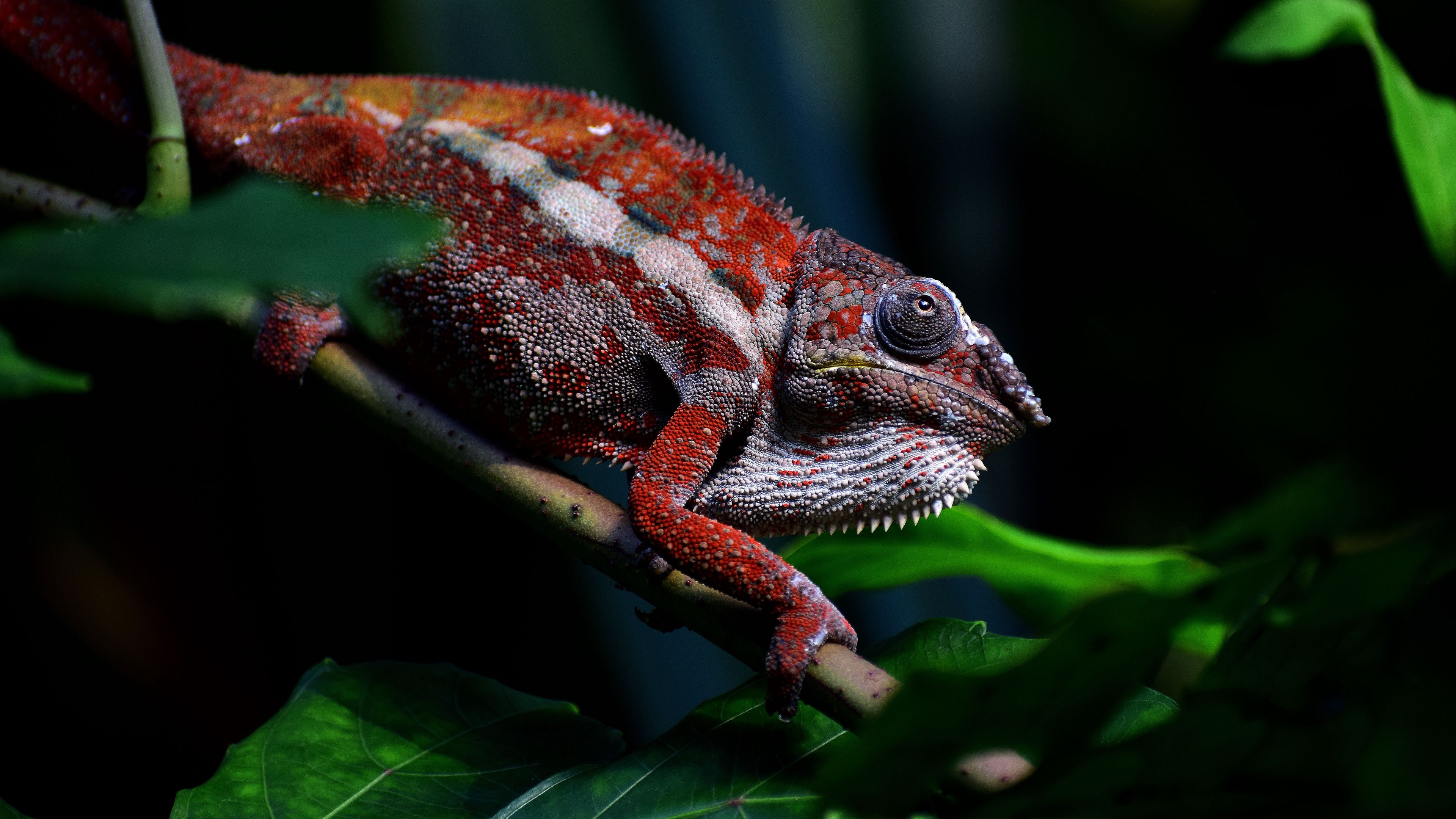 Download wallpaper 3840x2160 chameleon
