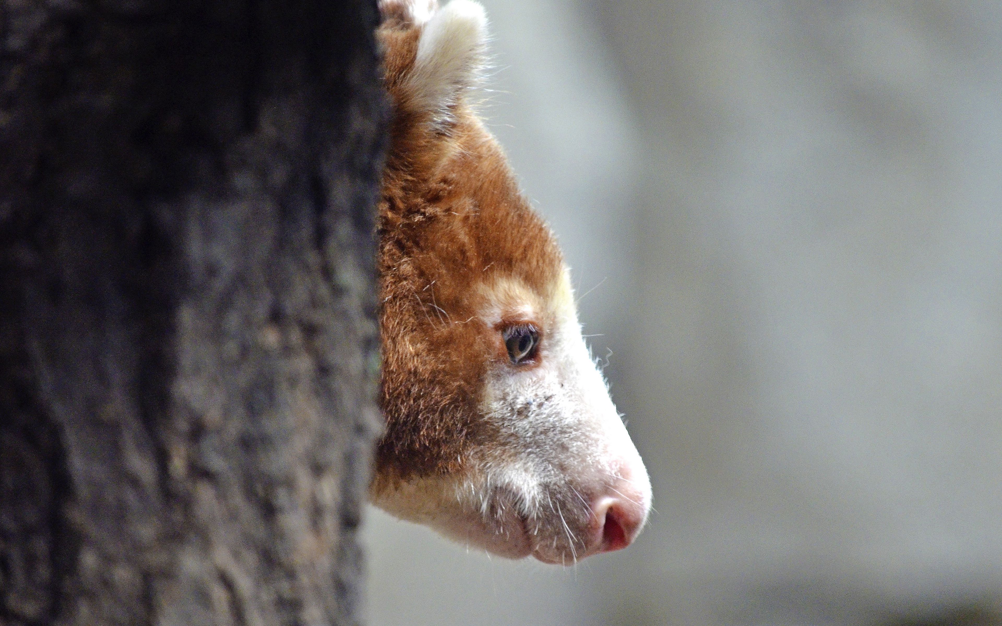 Download wallpaper 3840x2400 kangaroo