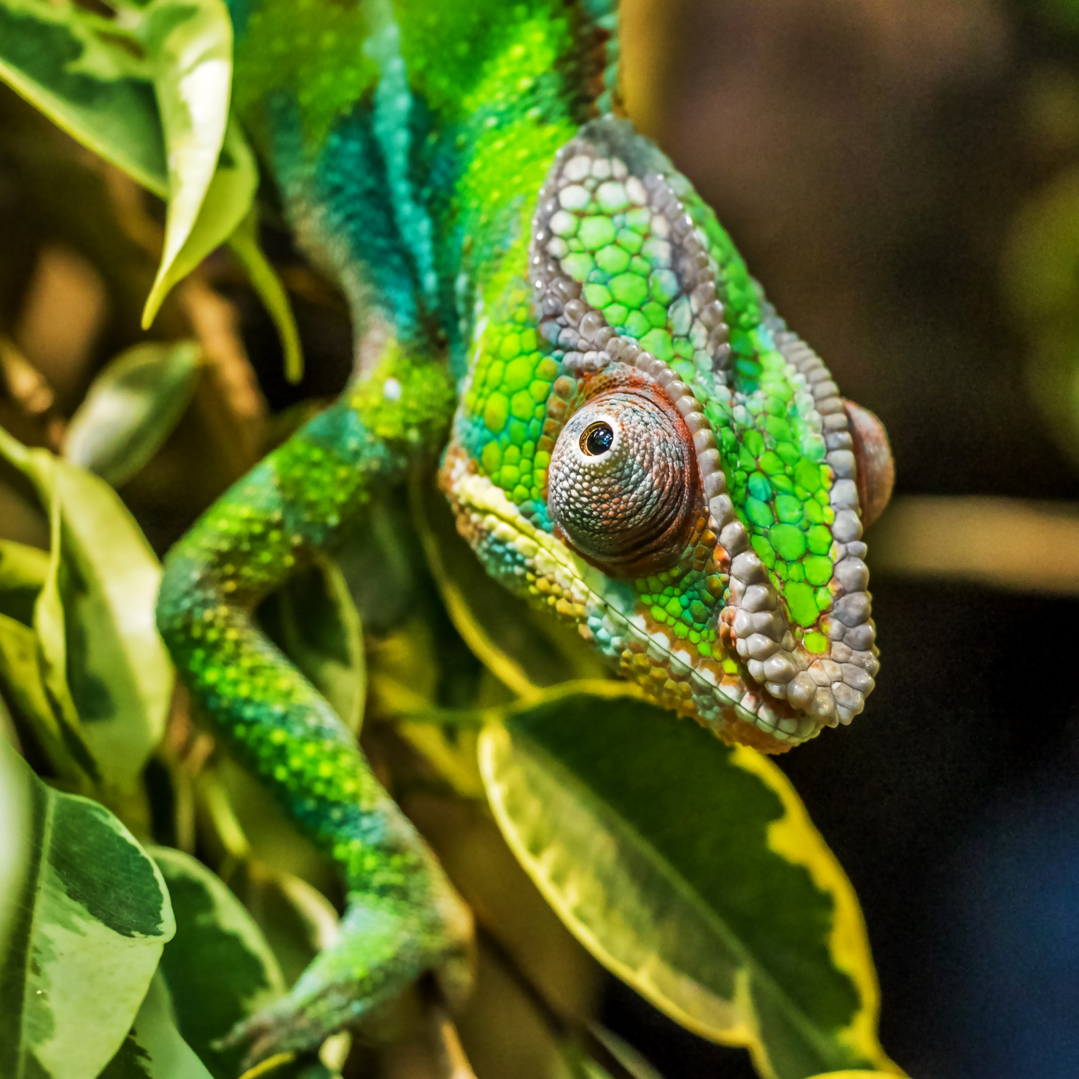 Panther chameleon reptile 2224x2224