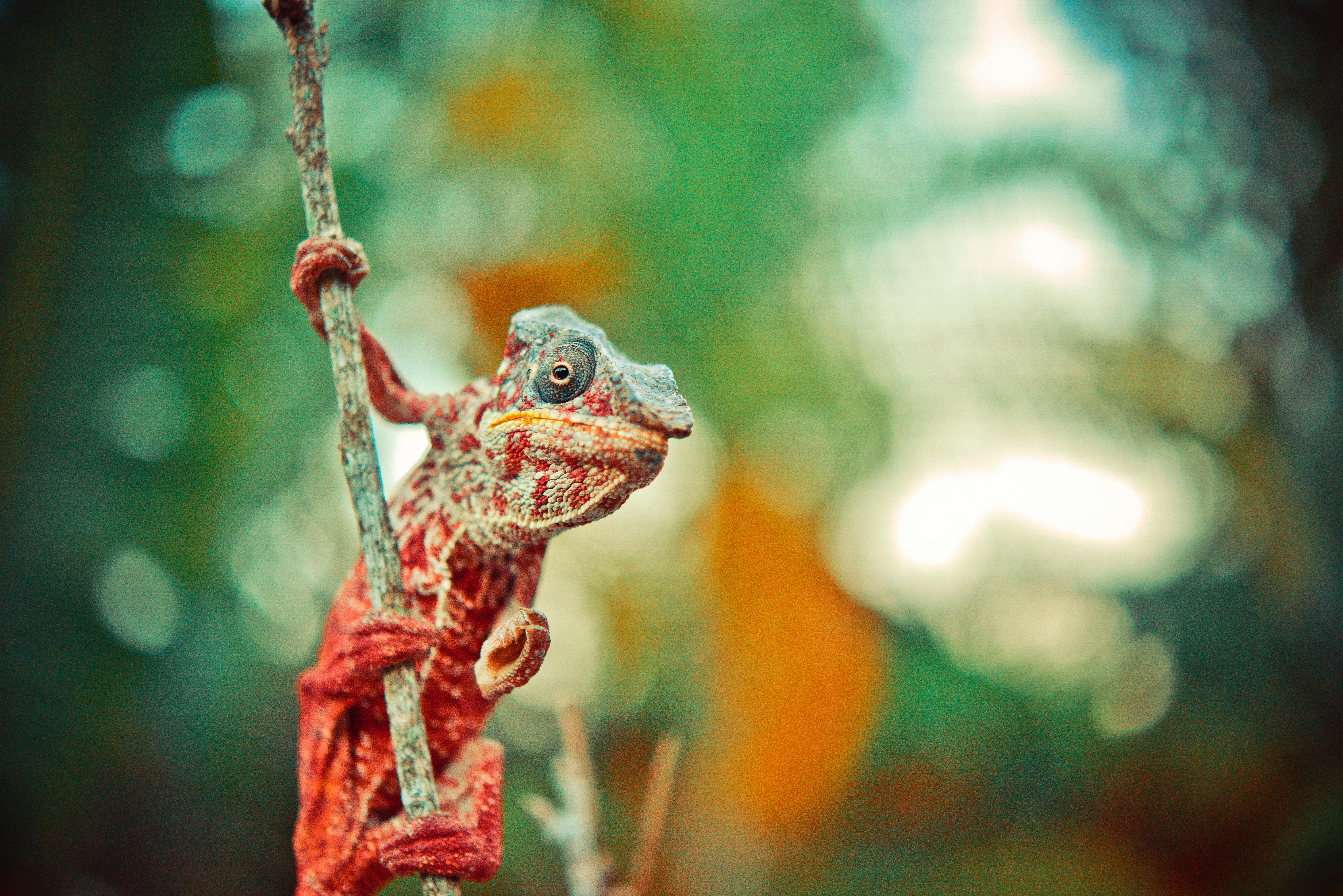 Chameleon Photo, Download The BEST