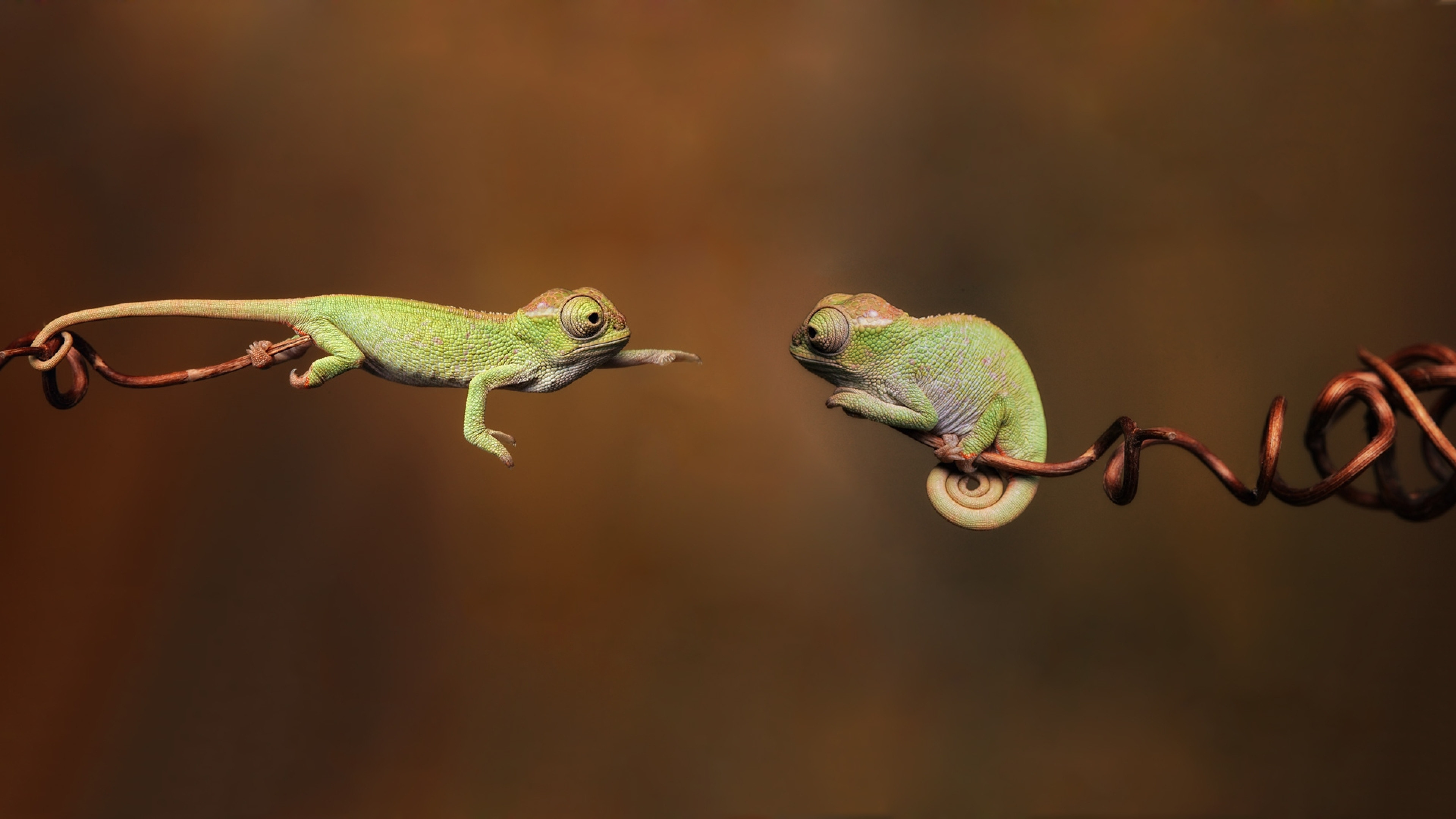 Wallpaper chameleon, 4k, Animals