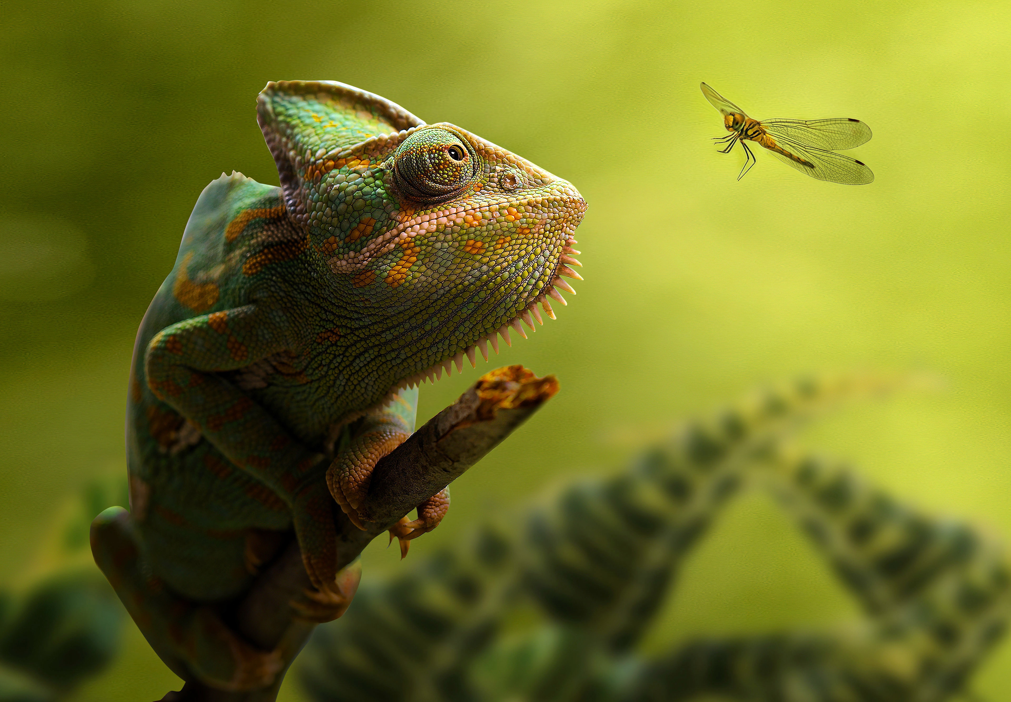 Reptile Lizard Animal Chameleon 4k