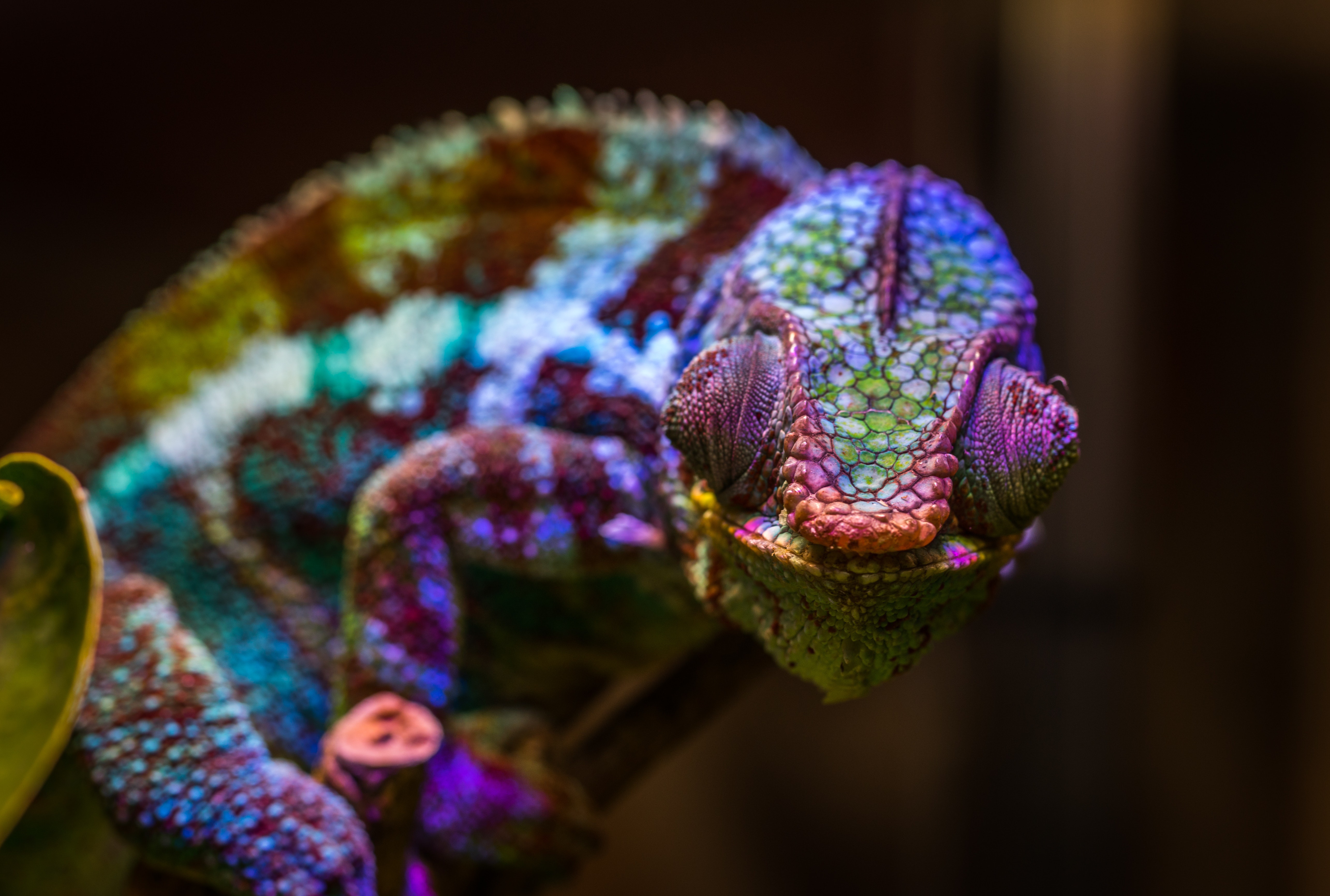 Lizard Reptile Animal Chameleon 4k