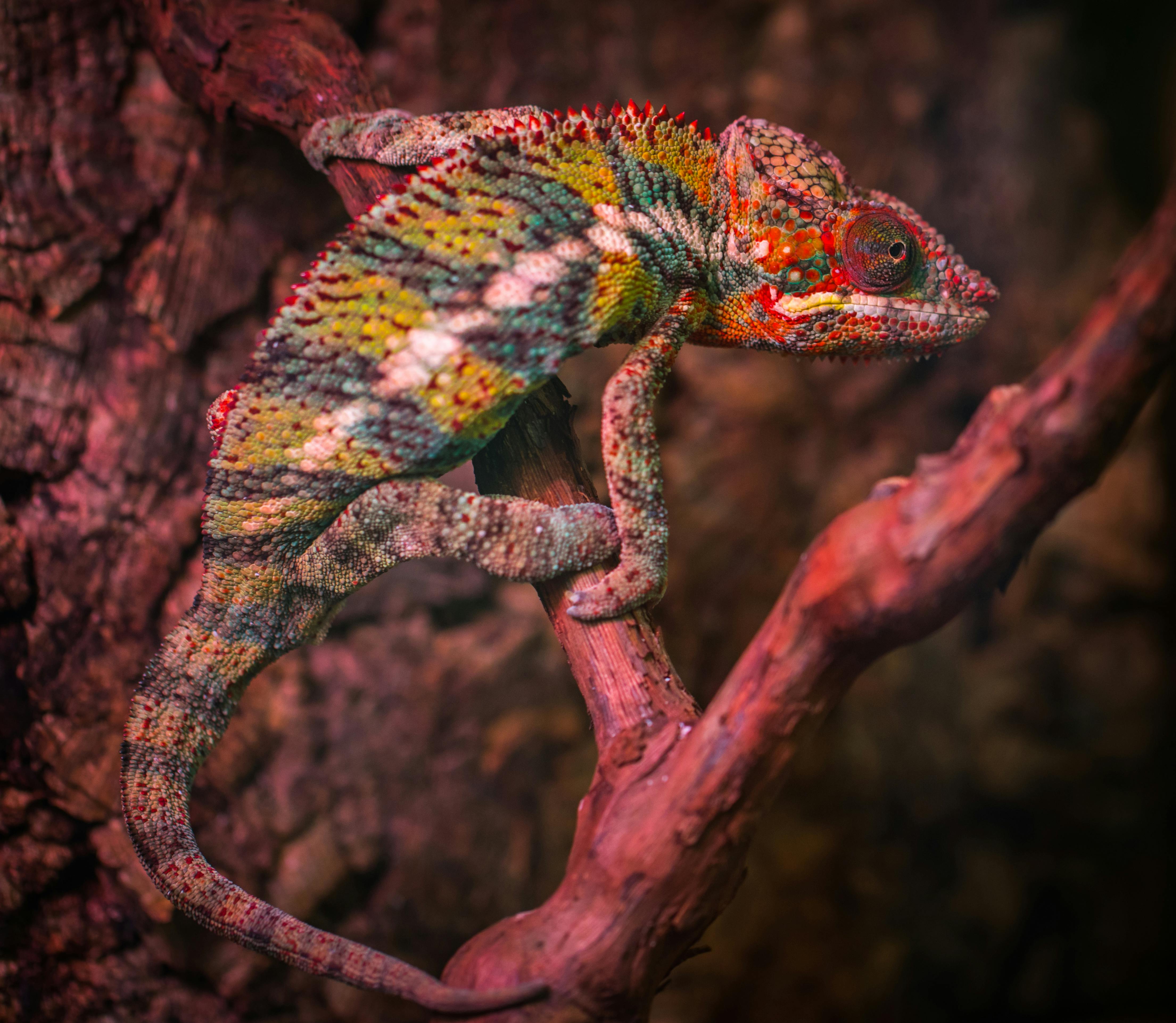 Chameleon Photo, Download The BEST
