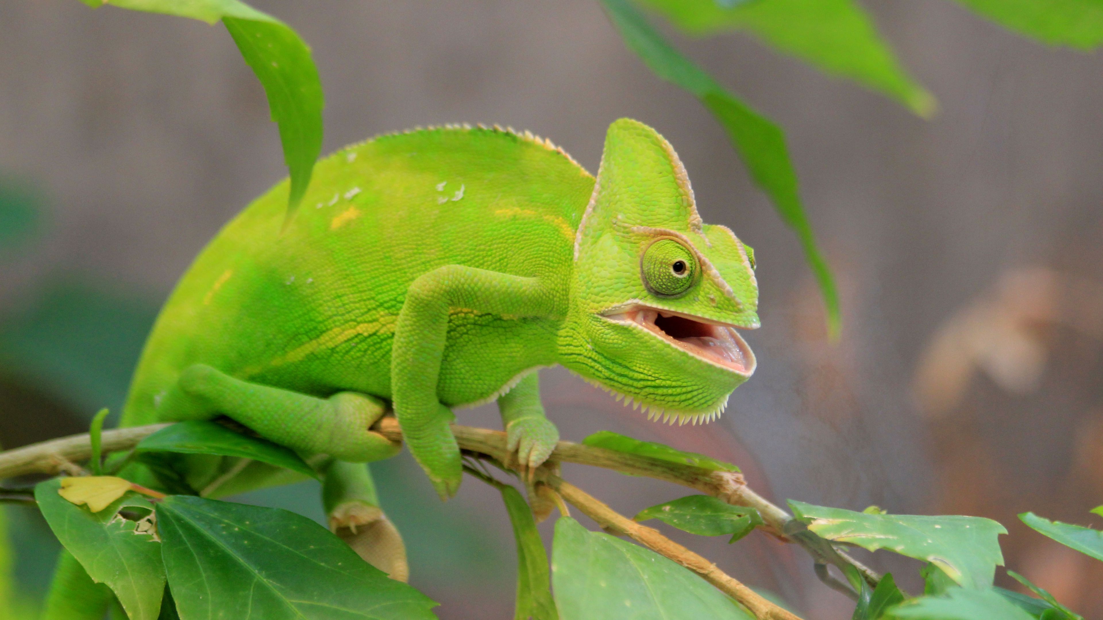 Download wallpaper 3840x2160 chameleon