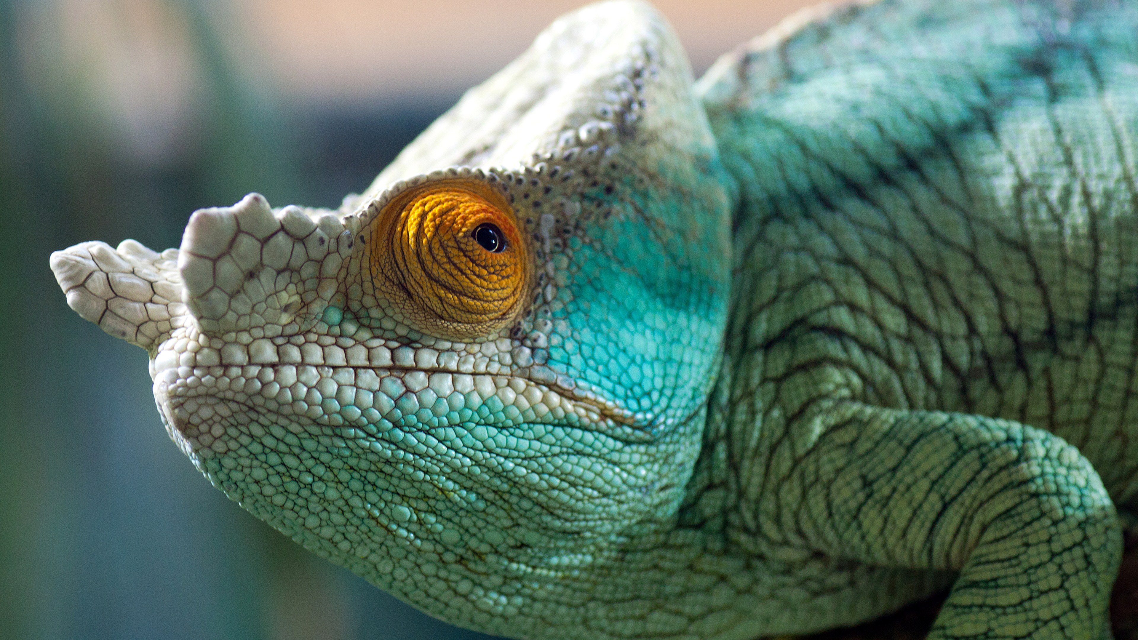 Chameleon HD Background 4K Wallpaper