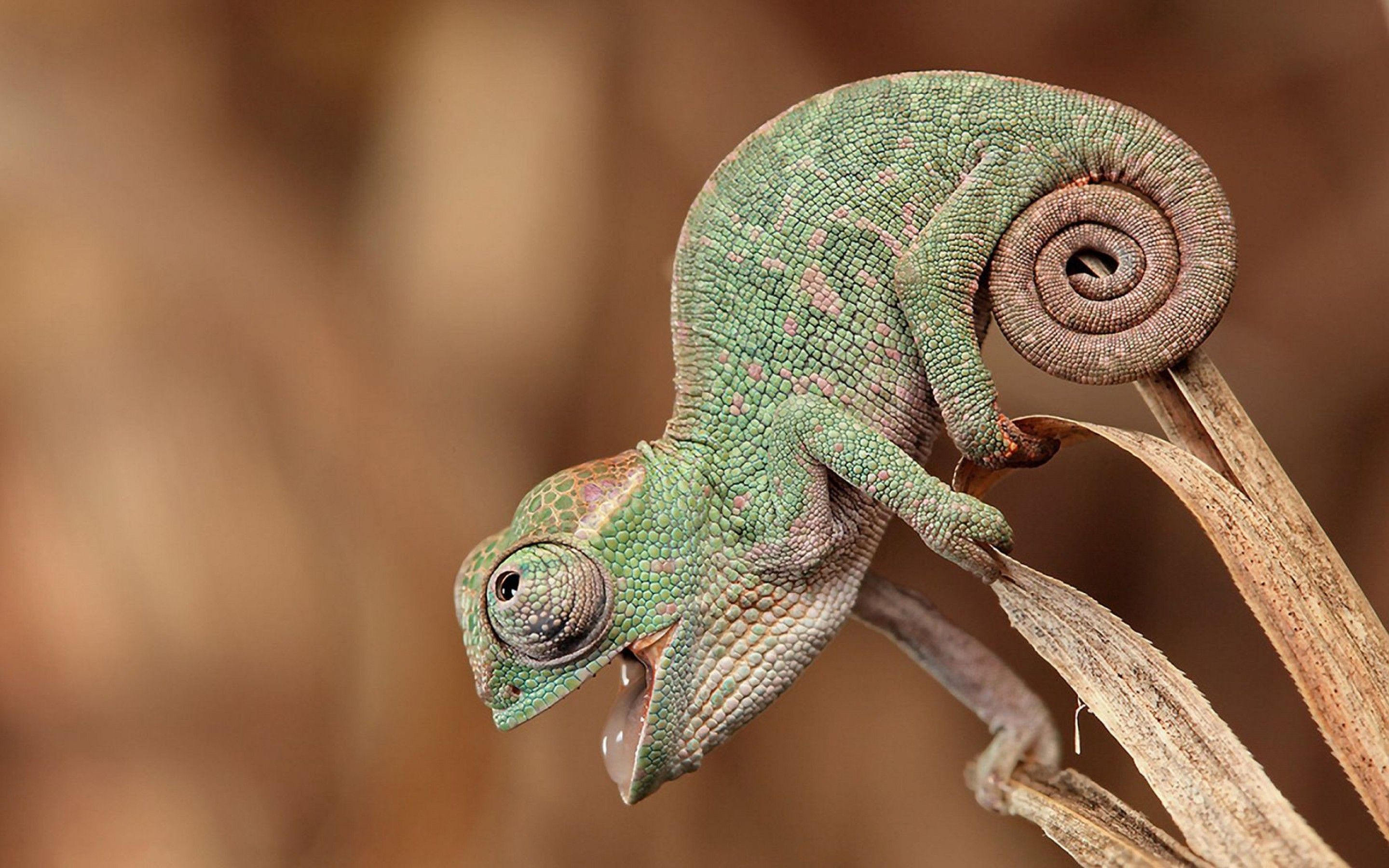 Chameleon