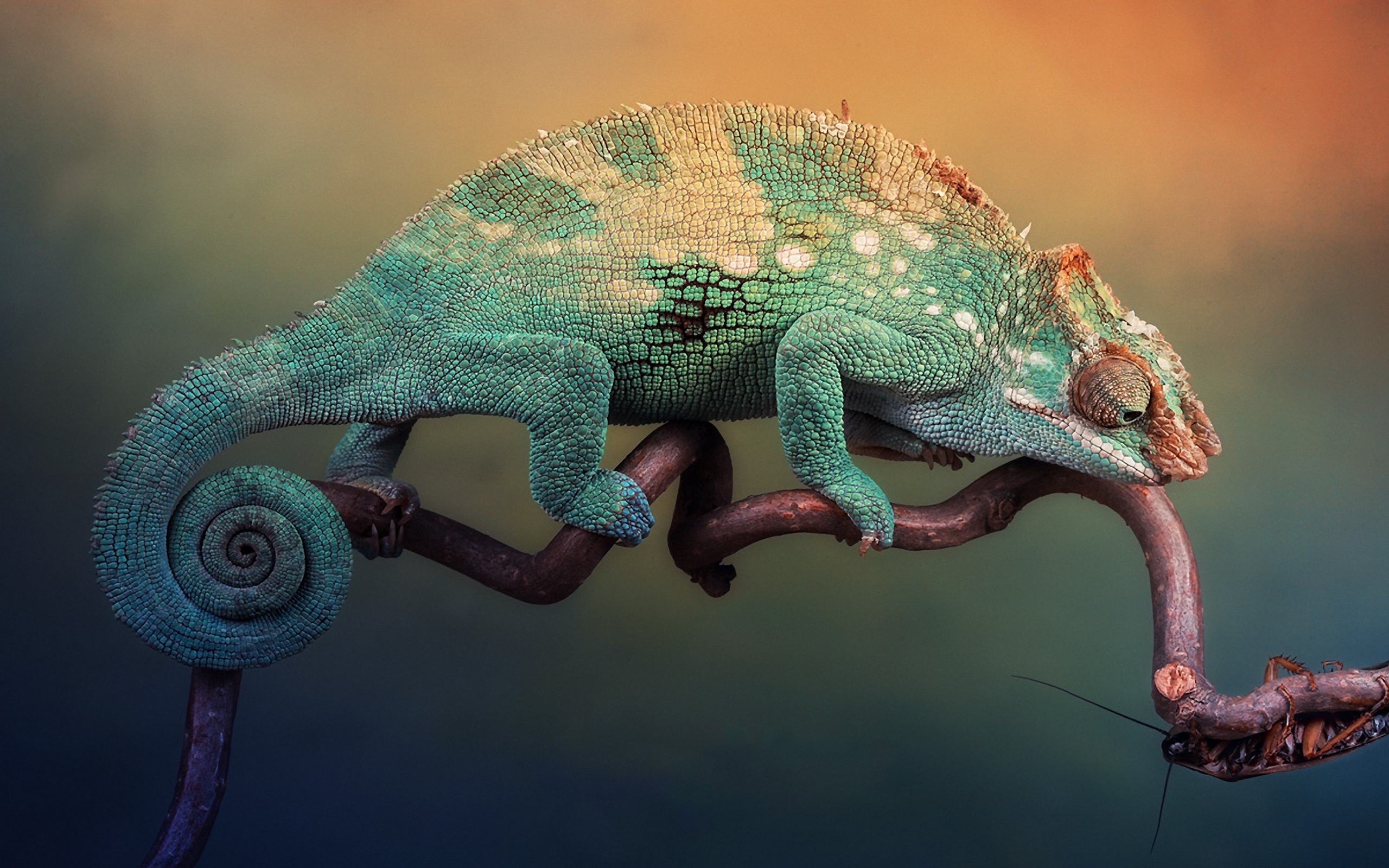 Download Chameleon wallpaper