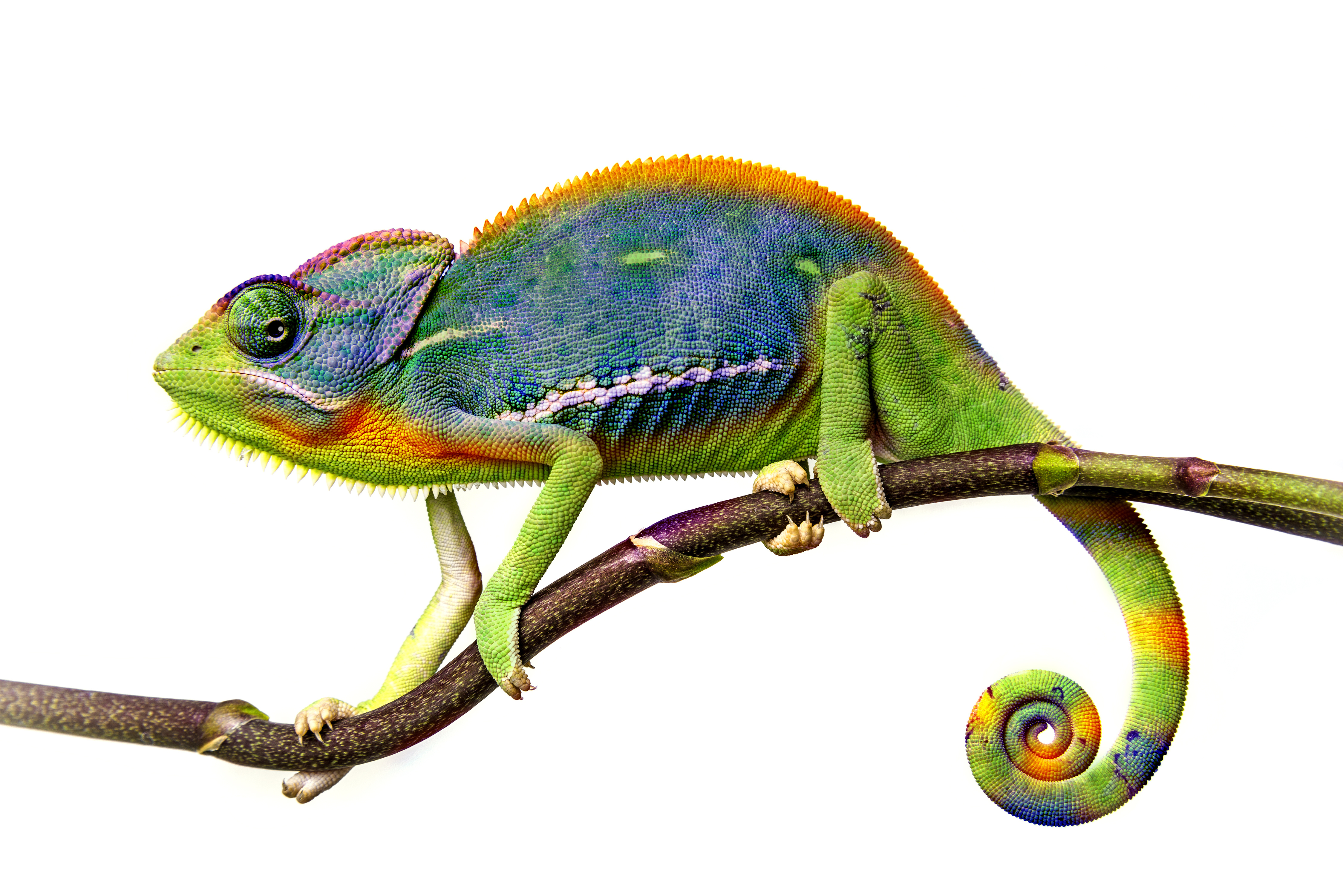 Reptile Lizard Animal Chameleon 4k