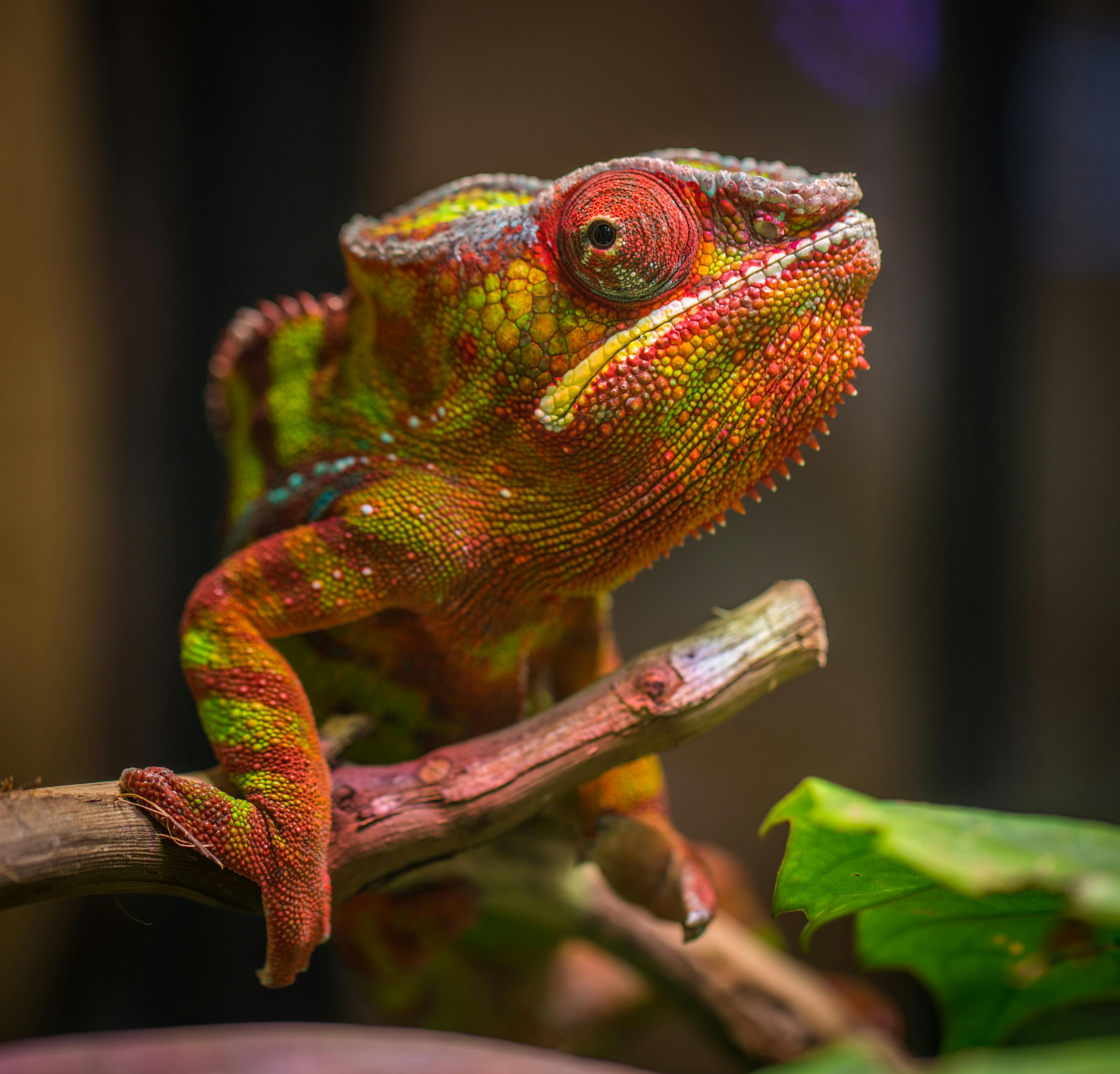 Chameleon Photo, Download The BEST