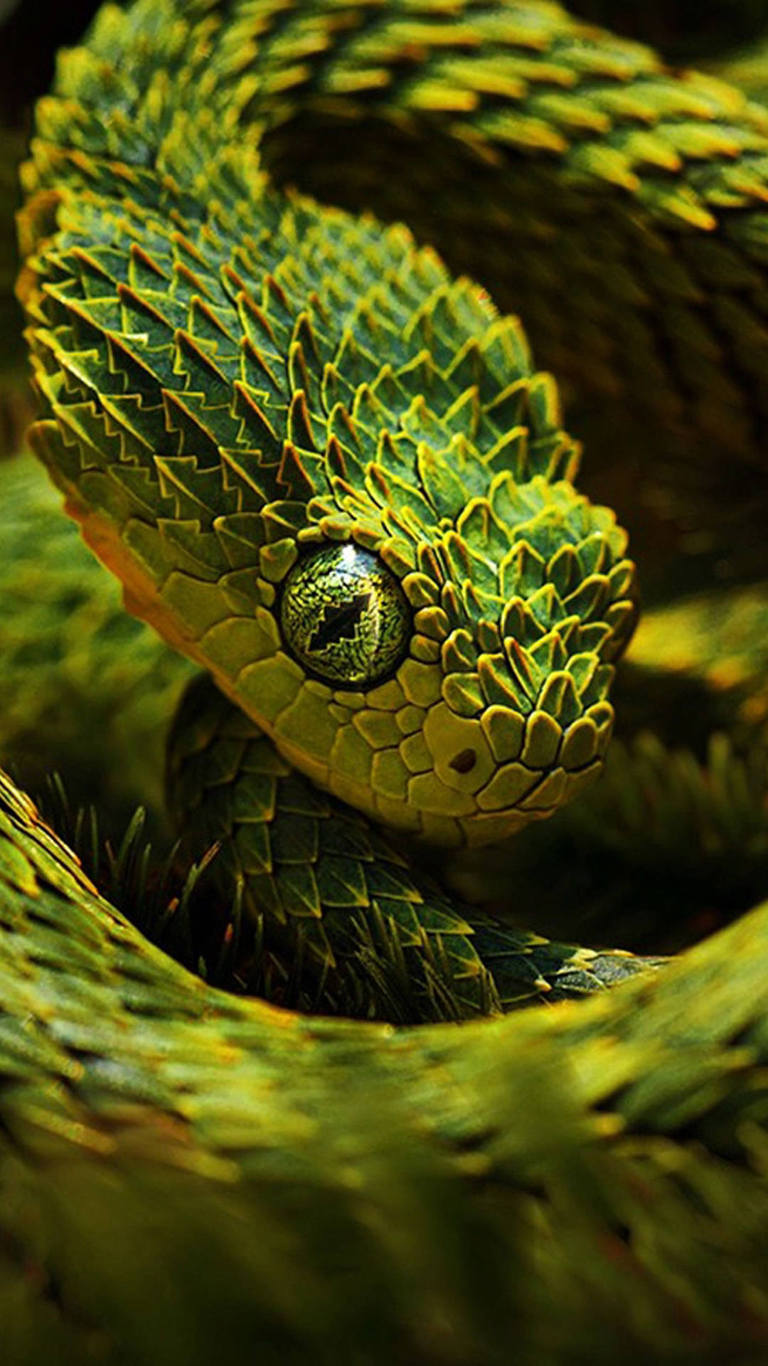 Bush Viper Africa iPhone Wallpaper