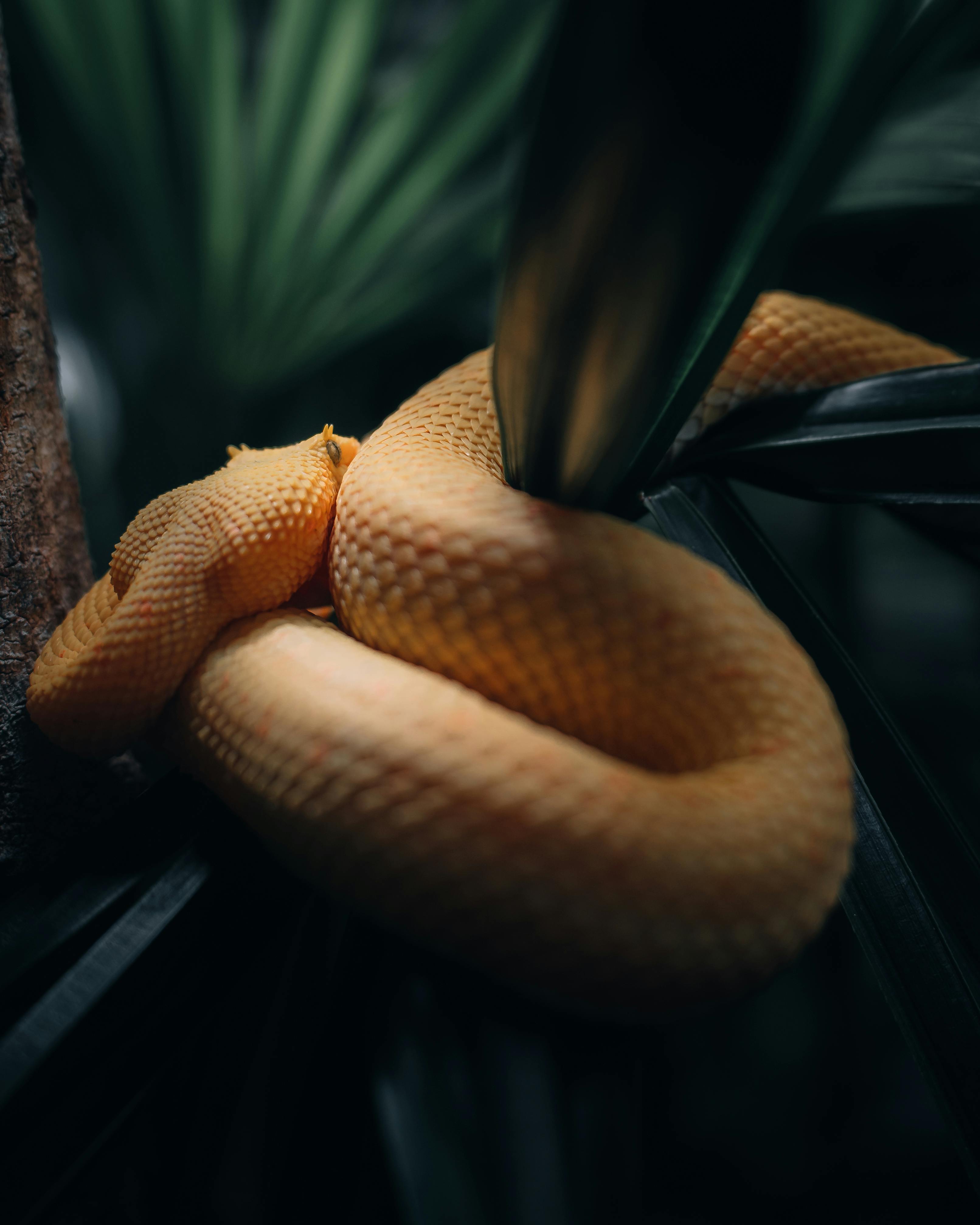 Yellow Snake Photo, Download The BEST