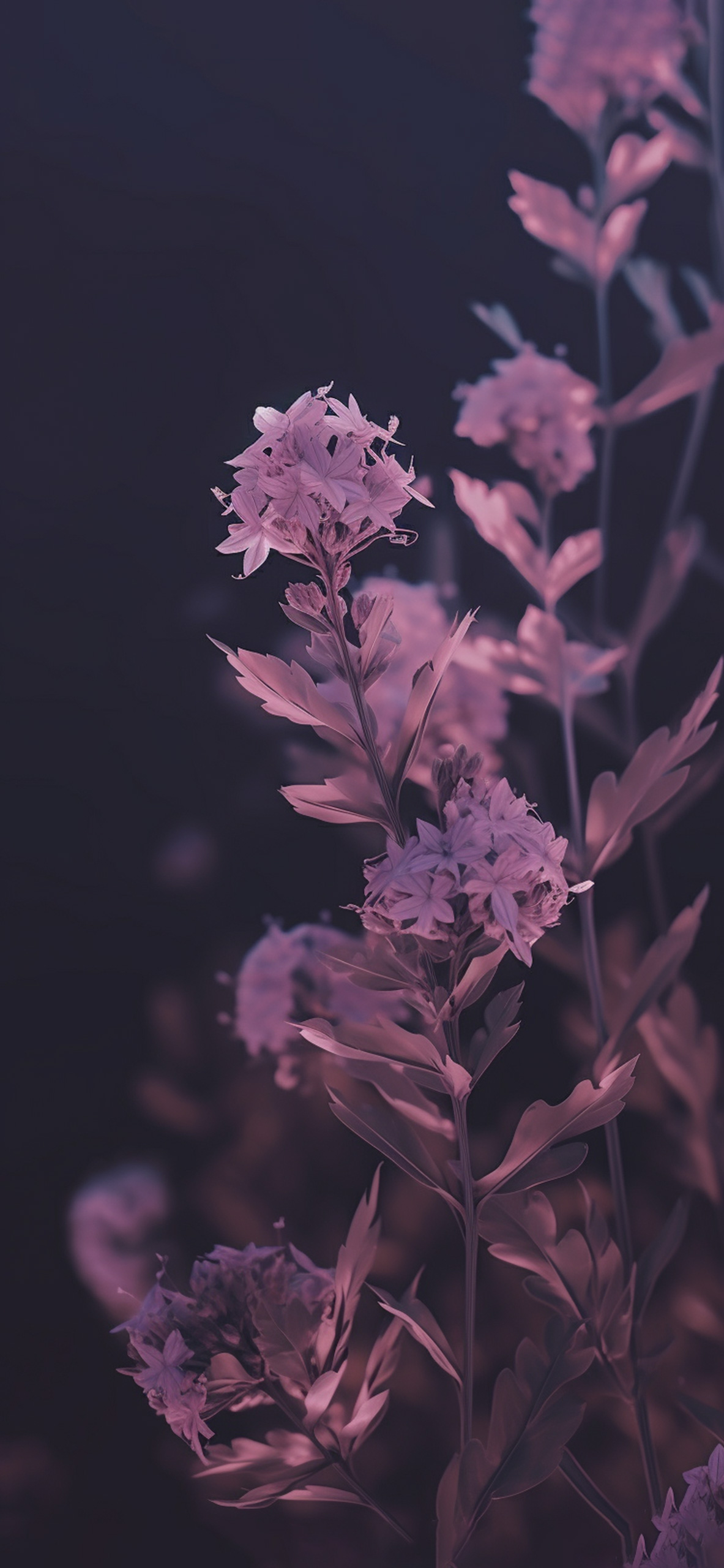 Purple Flowers Dark Wallpaper