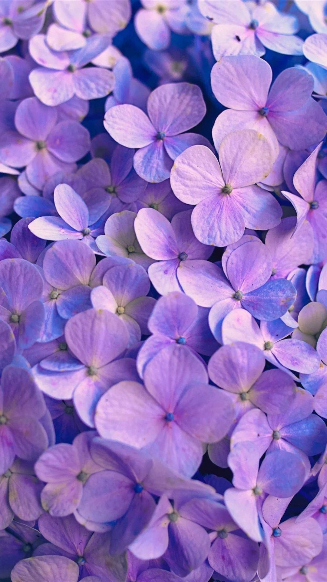 Purple Flower Phone Wallpapers - Wallpaper Cave, image size:1080x1920