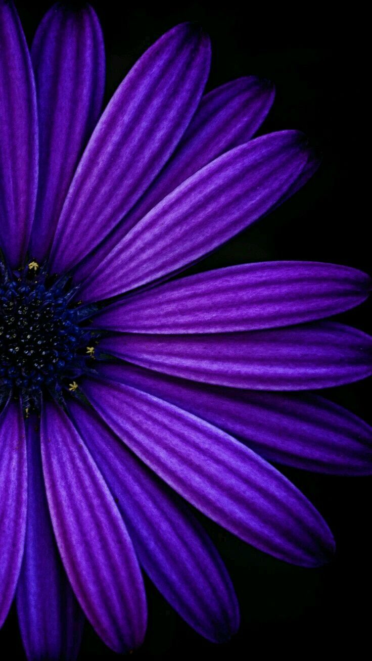Purple flowers wallpaper, Dark purple
