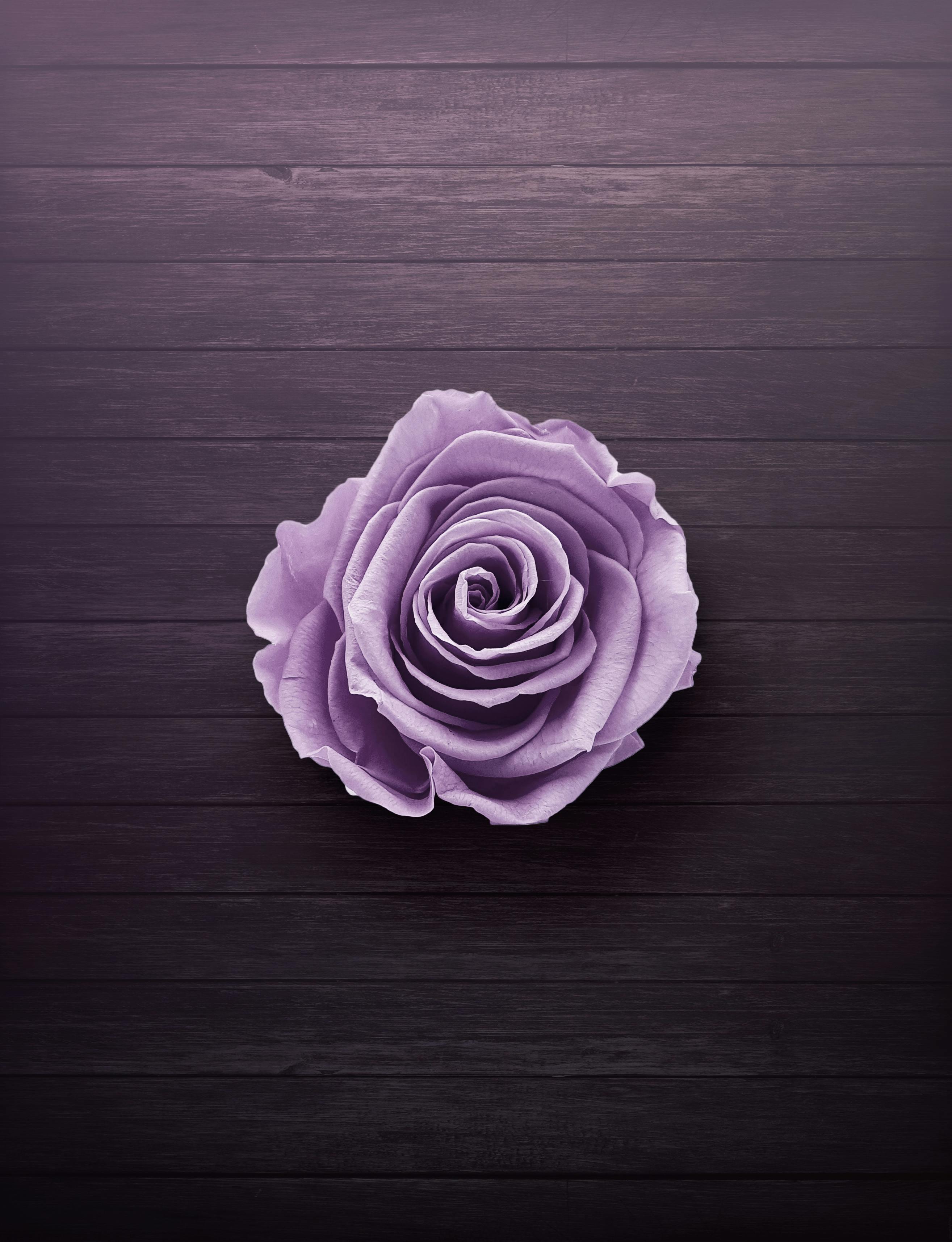 Purple Flower Photo, Download The BEST