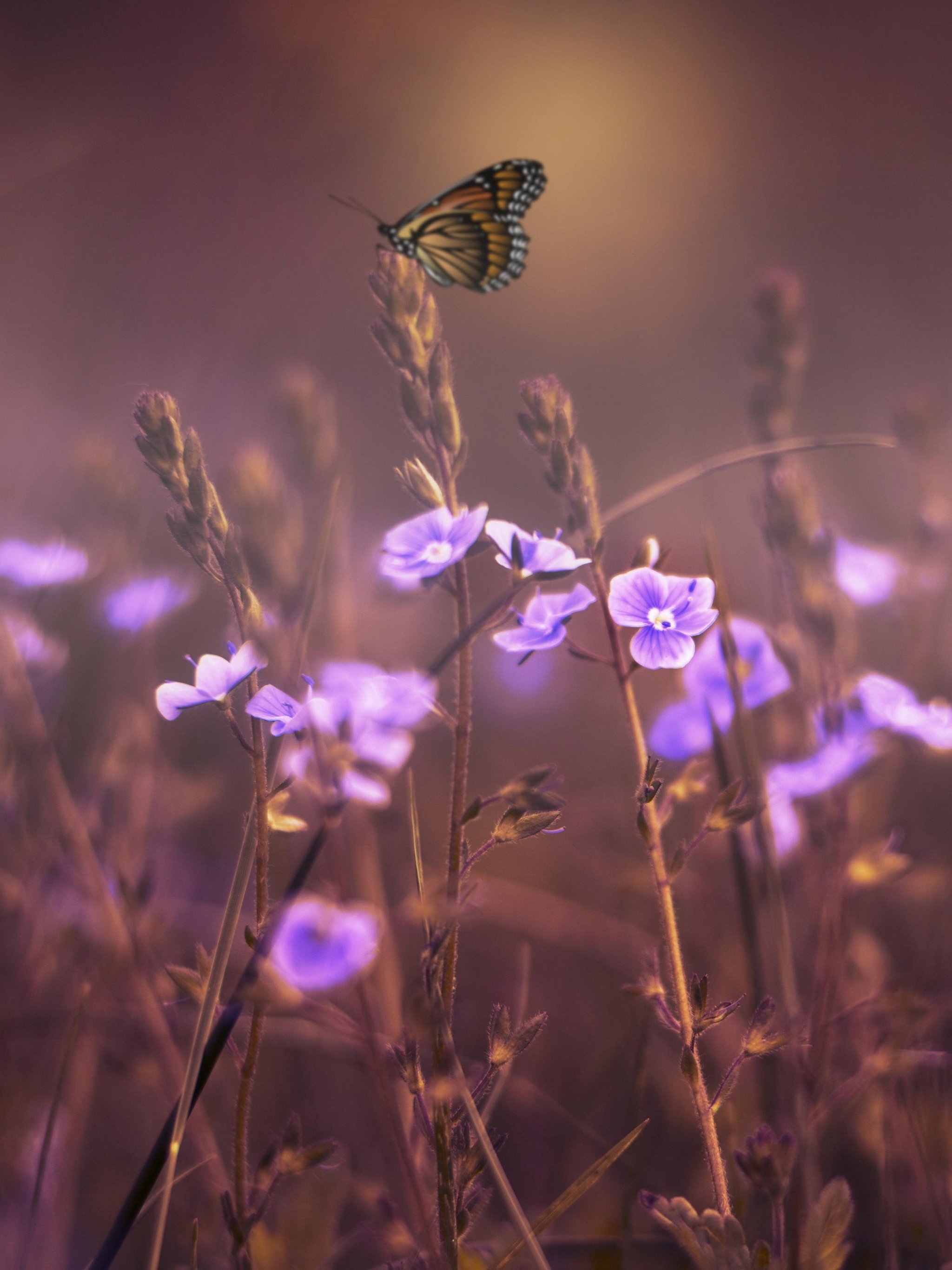 Butterfly on Purple Flowers Wallpaper