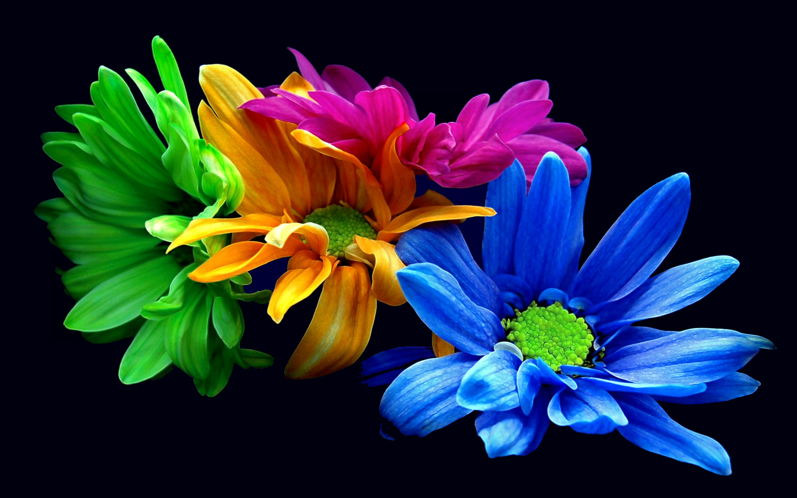 Free Blue Flower 4K Wallpaper & Desktop HD Background for PC
