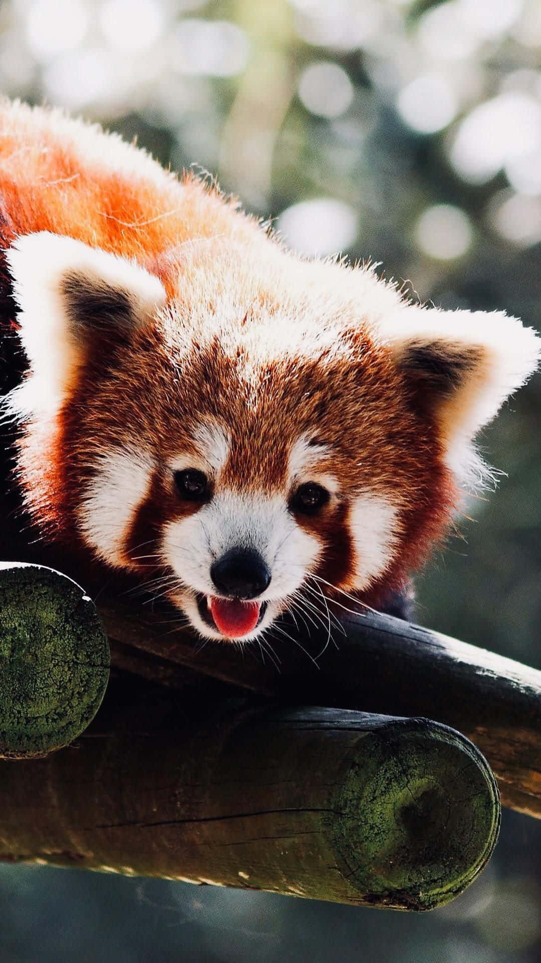 Download The Adorable Red Panda