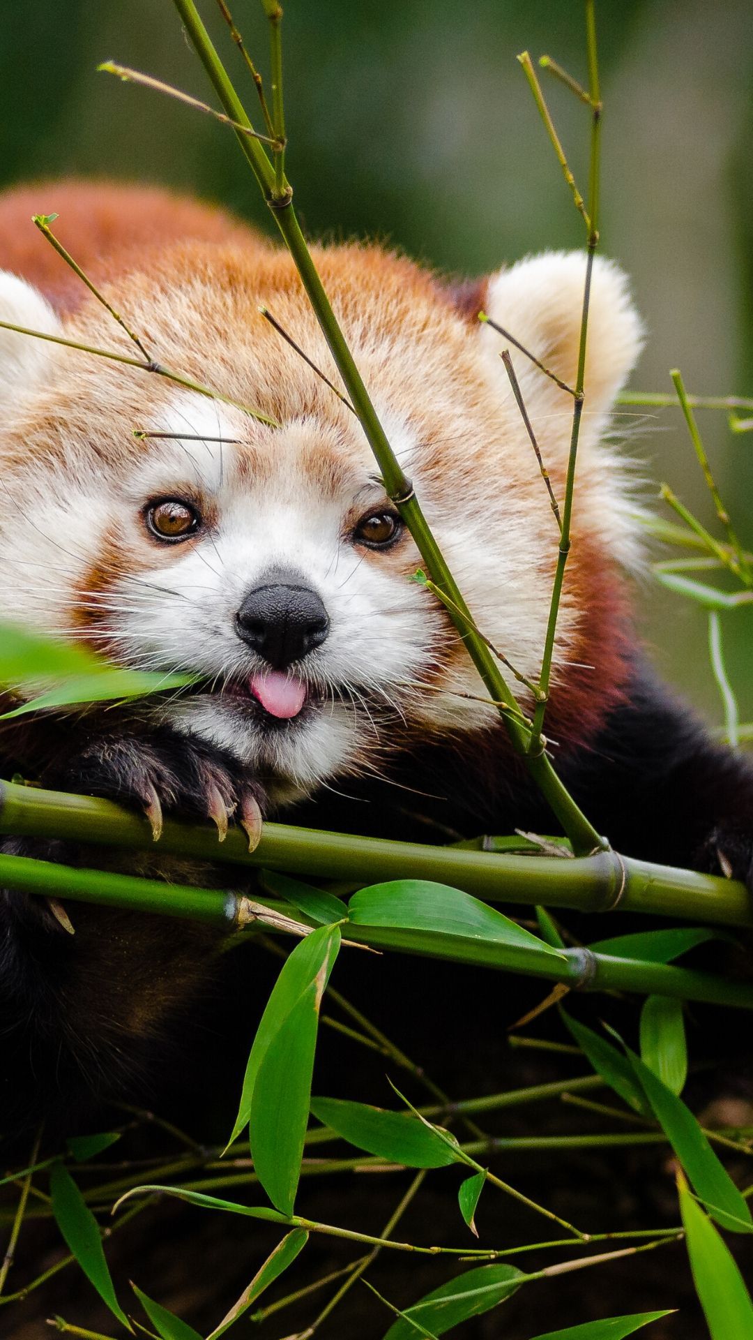 Adorable iPhone Animal Wallpaper HD