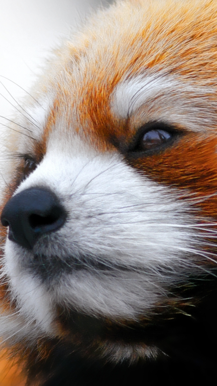 Download Red Panda wallpaper