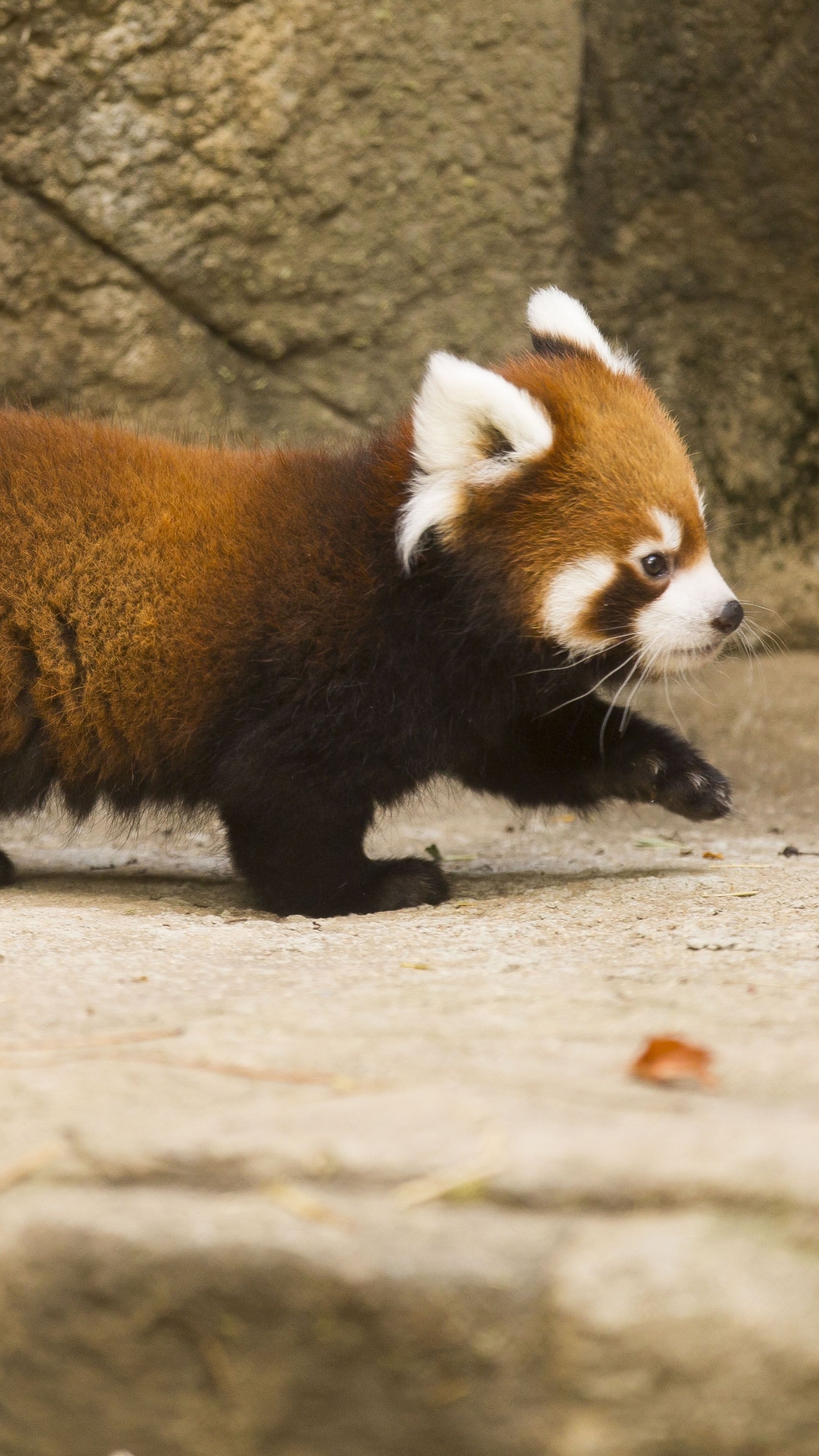 Zoo Animal Red Panda Phone Wallpaper