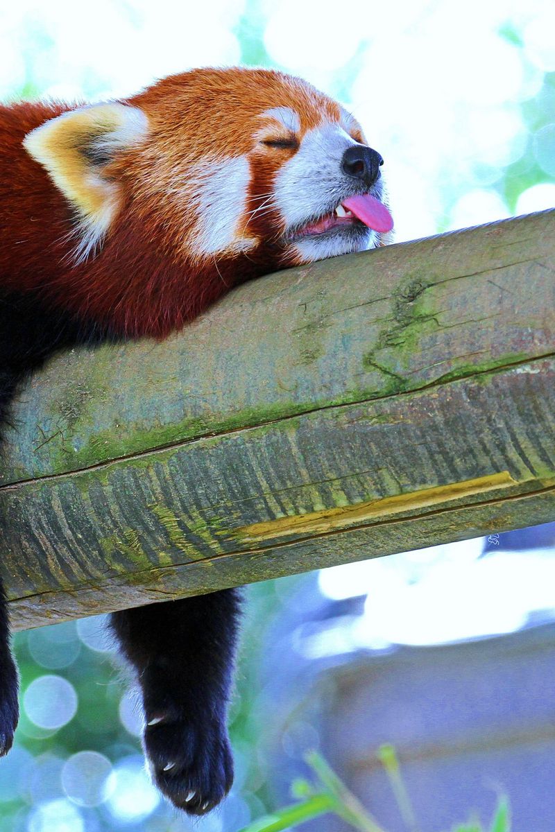 Download wallpaper 800x1200 panda