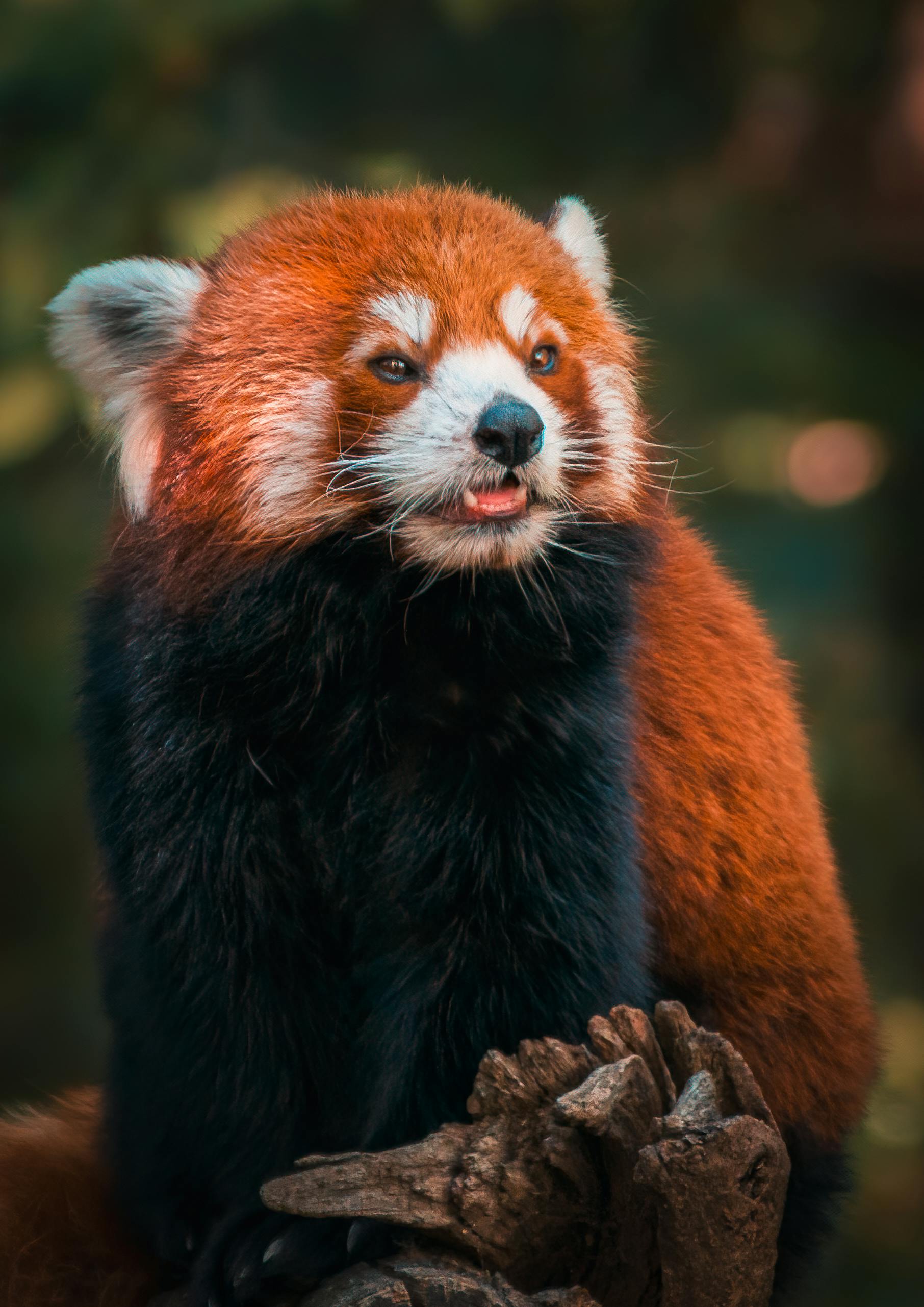 Photo of a Red Panda · Free