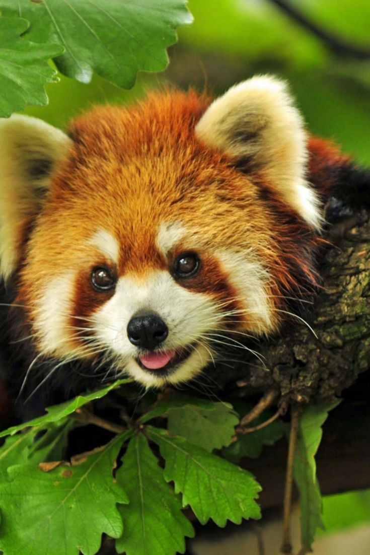 Red panda cute, Cute baby animals