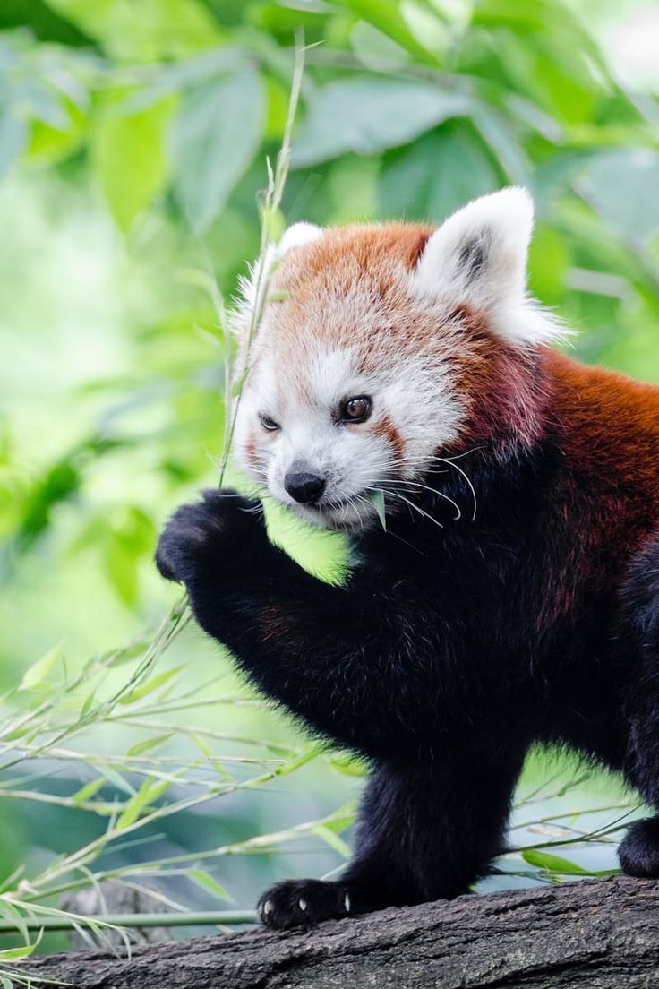 Photo by Flickr on. Red panda
