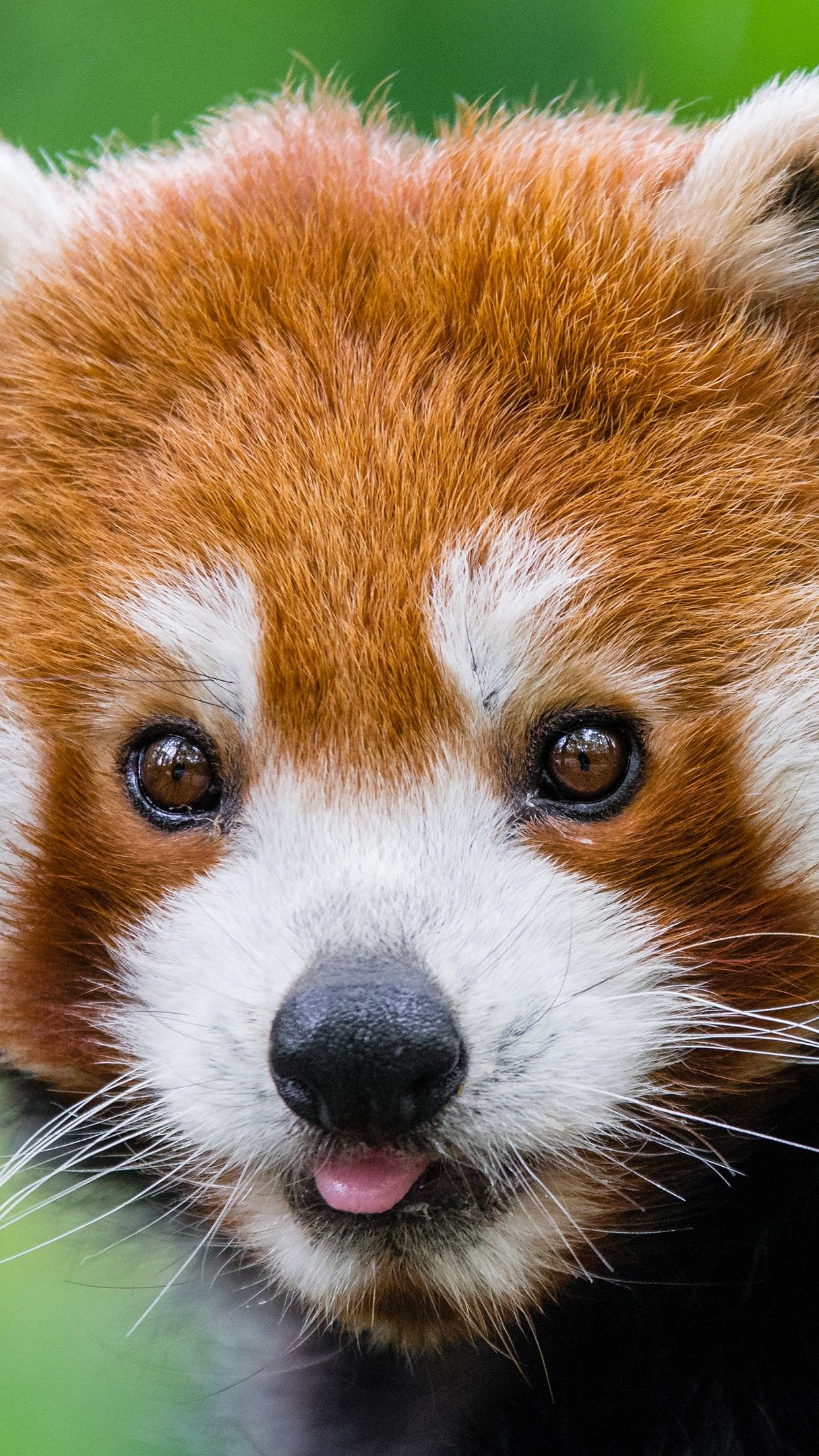 Cute Red Panda