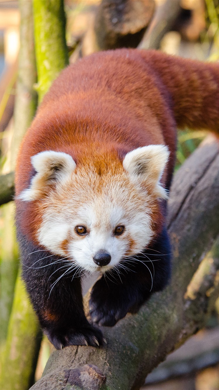 Red Panda Every Hour!