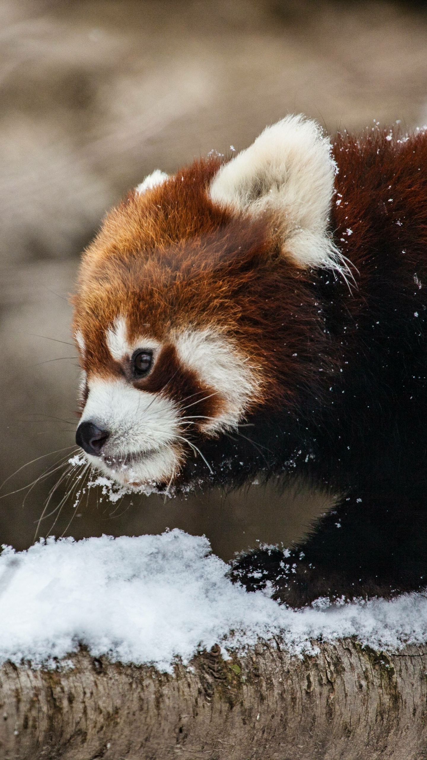 Red Panda Chicago Zoo