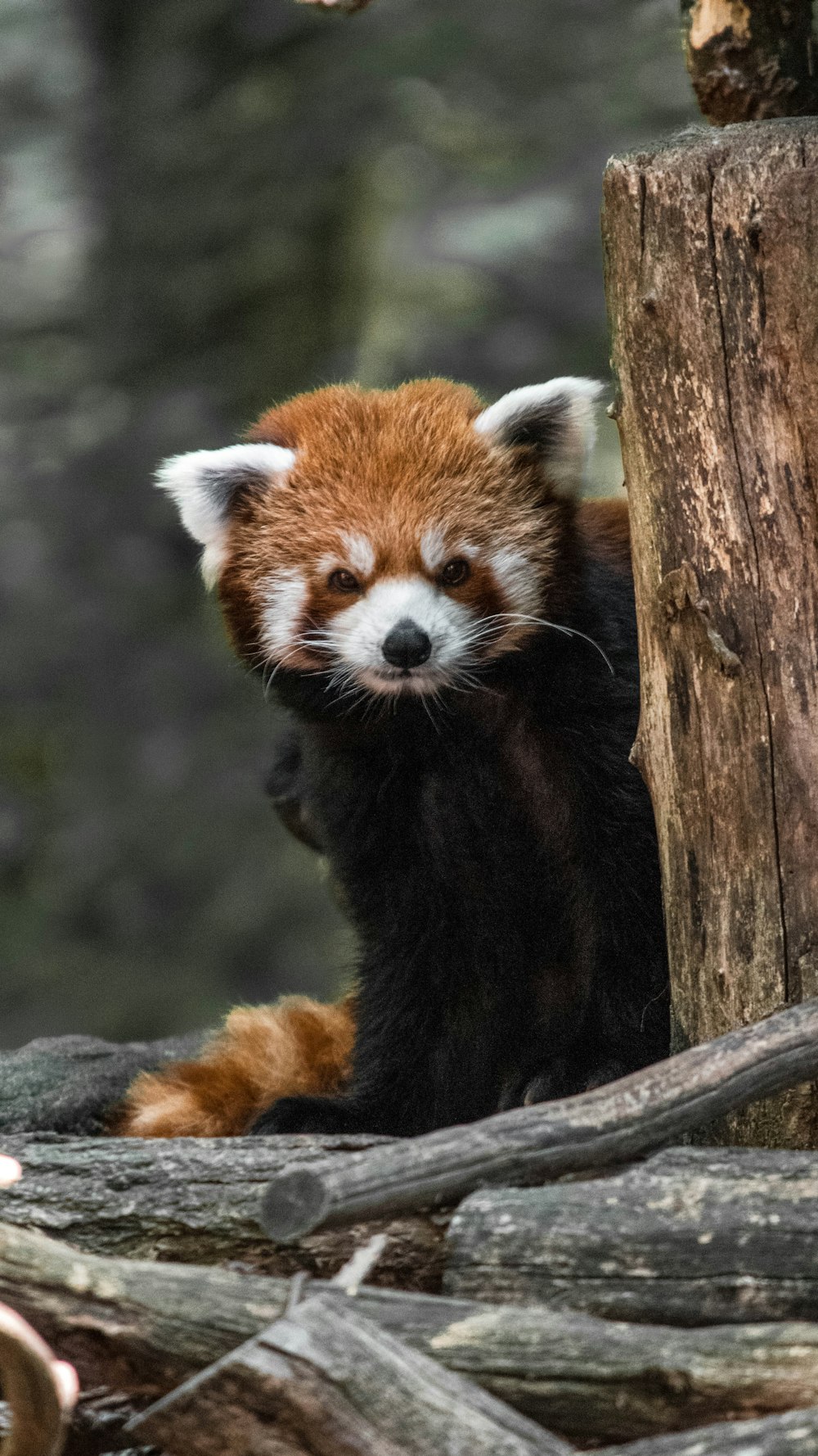 Red Pandas Picture. Download Free