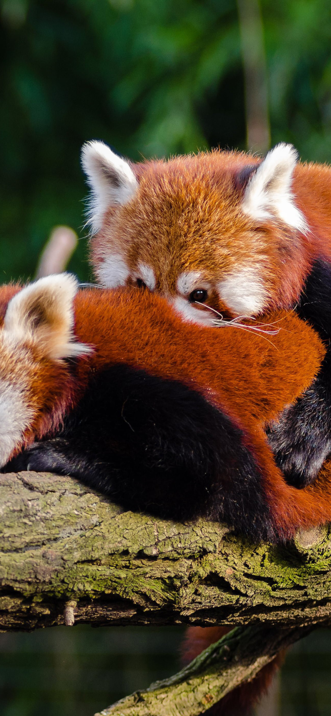 Red Panda Wallpaper 4211x2789 82286