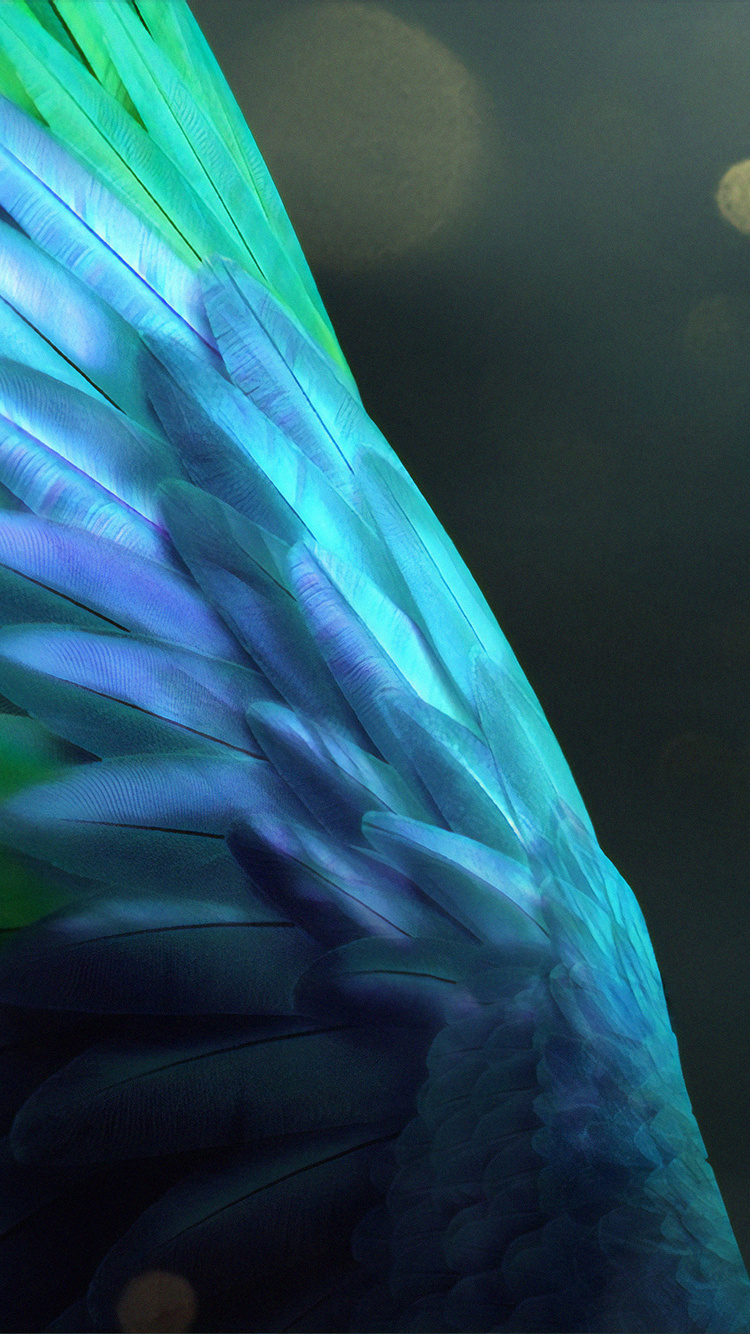 Angel Wings Nature Rush 4k