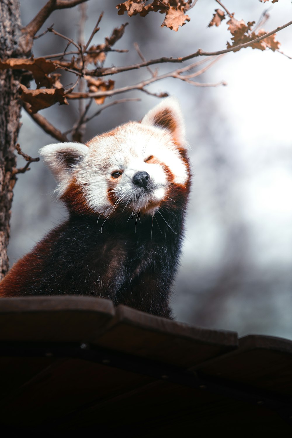A red panda in a tree photo