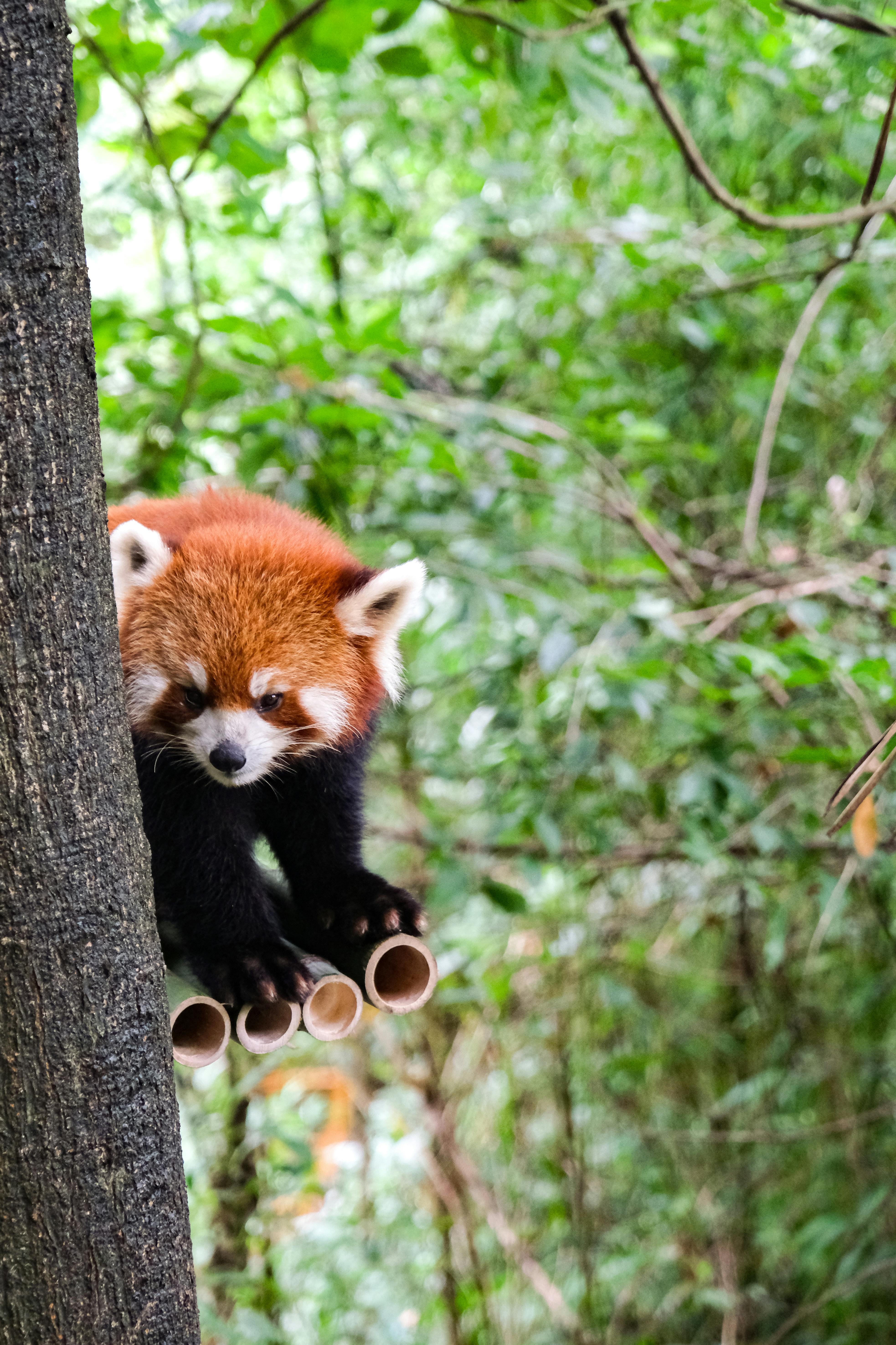Photo of a Red Panda · Free