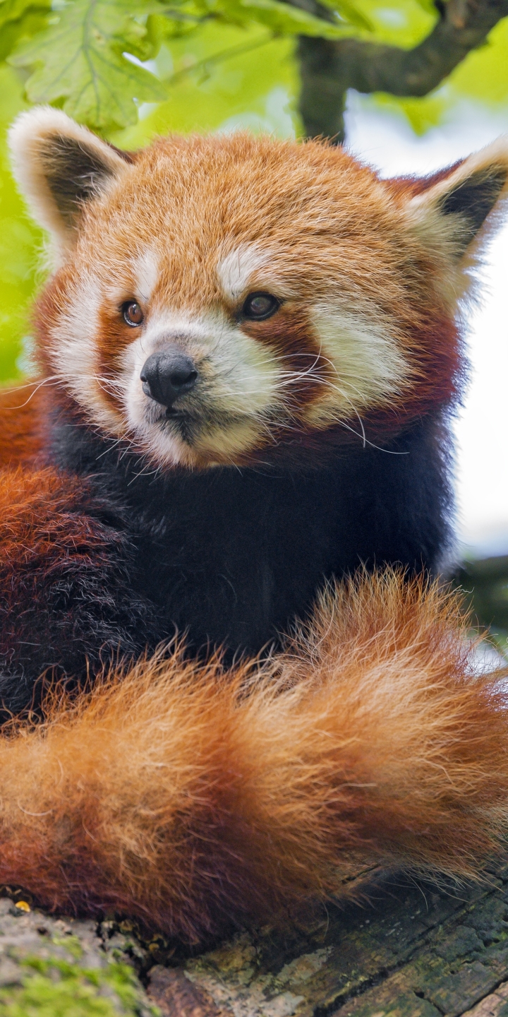 Animal Red Panda Phone Wallpaper