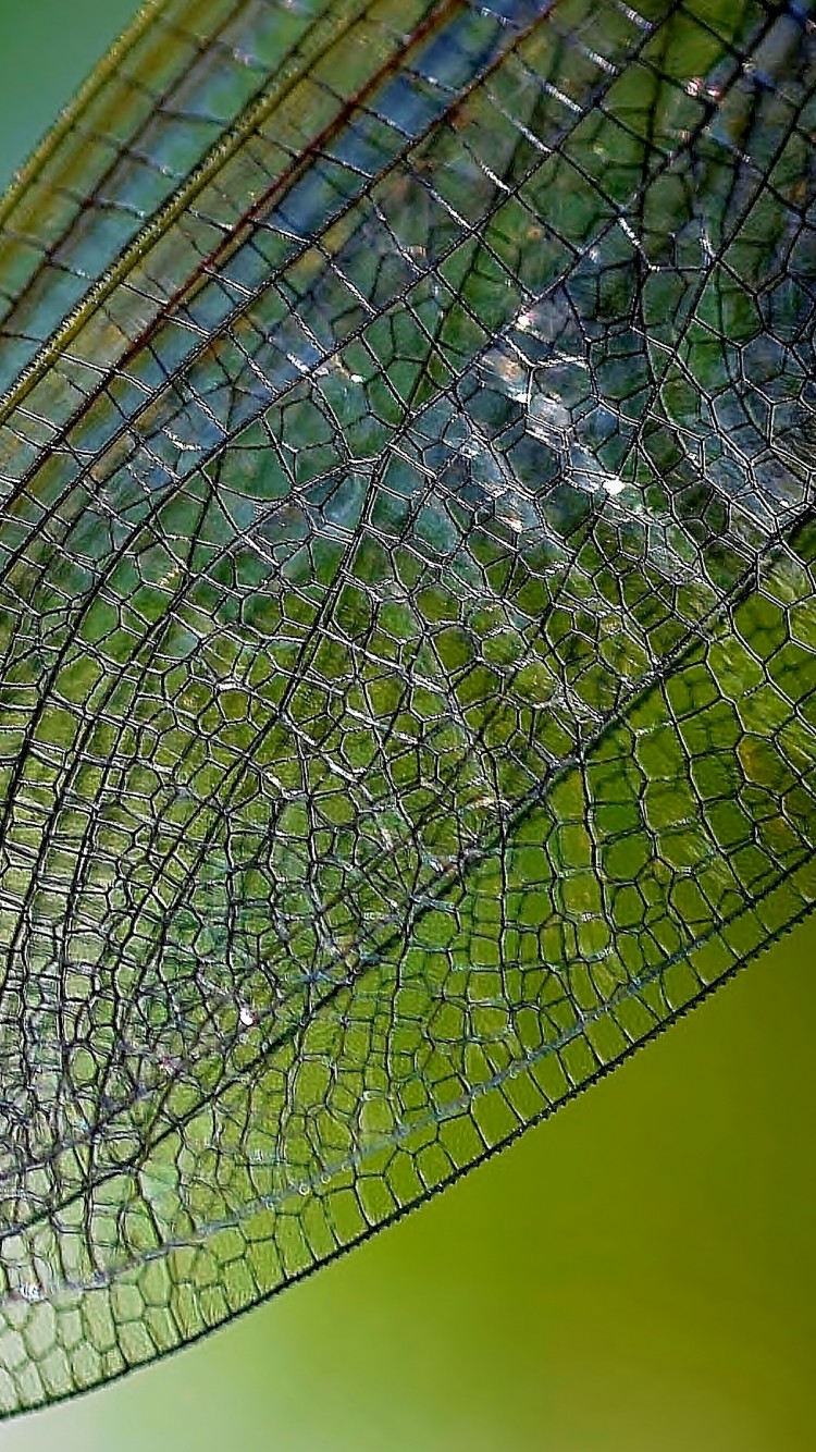 Dragonfly Wing iPhone 6 / 6S
