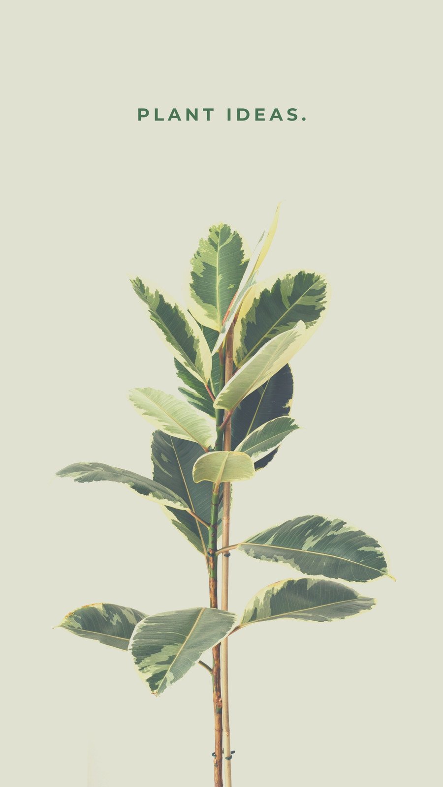 plant wallpaper