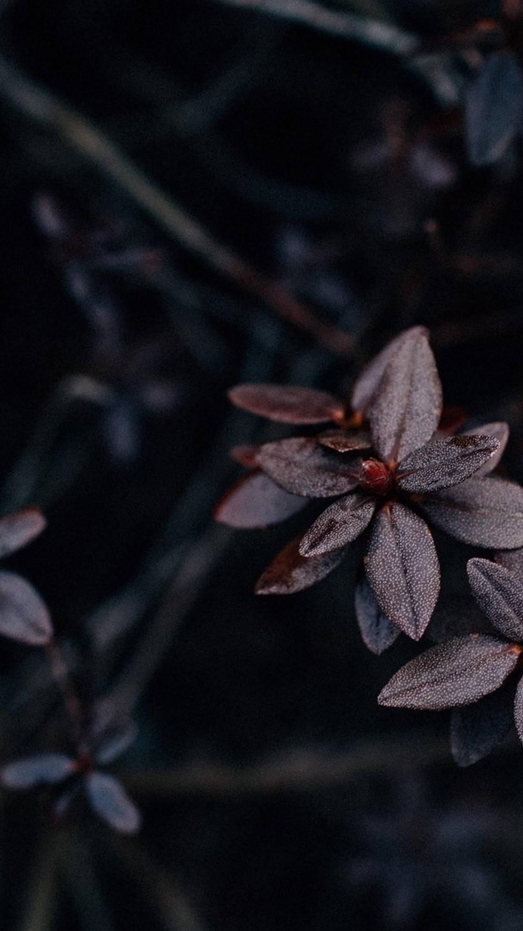 Download free Popular Phone Plant Brown
