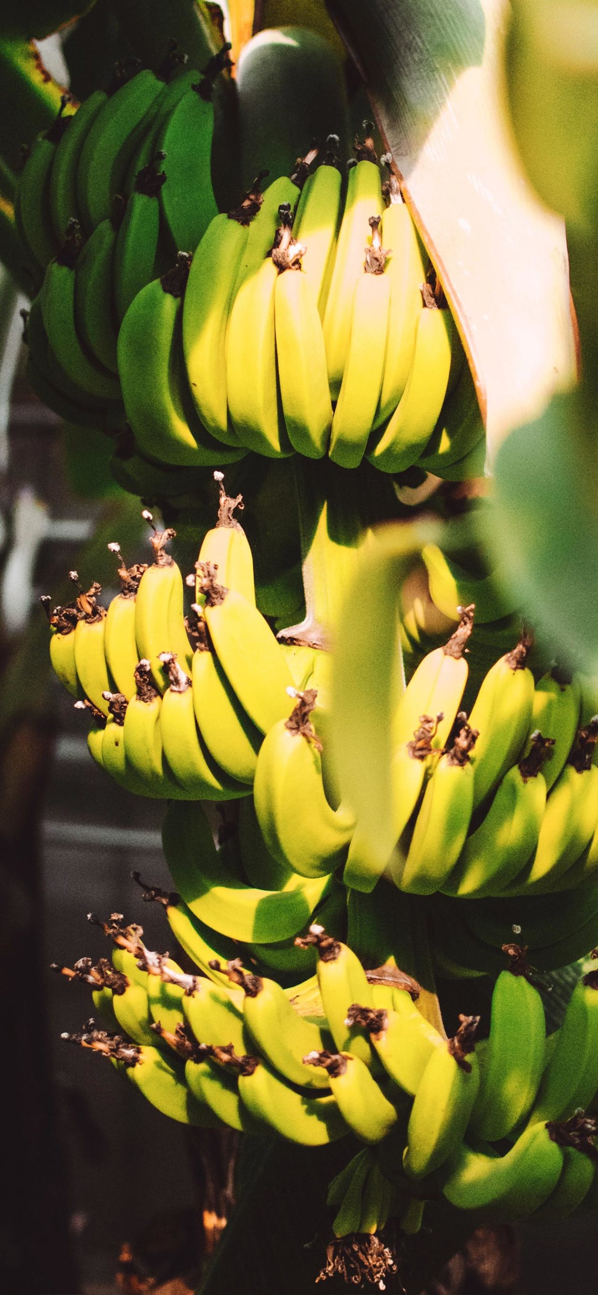 Bananas Wallpaper for iPhone 11, Pro