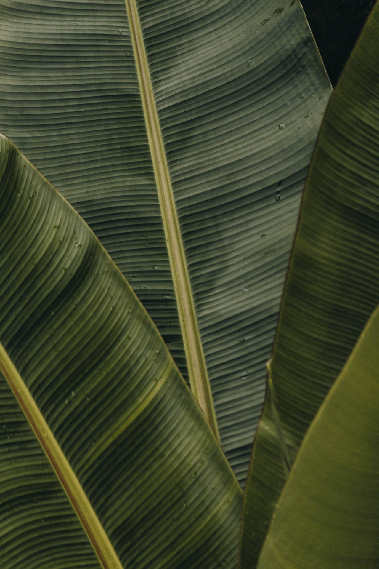 Fresh Green Banana Leaf Wallpaper