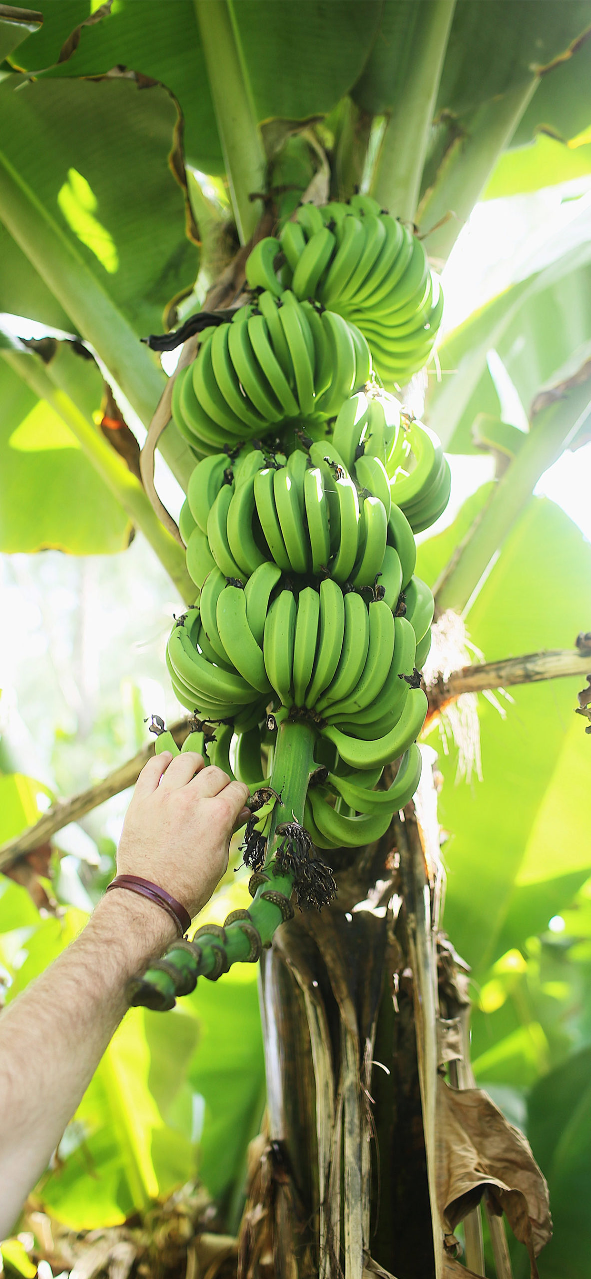 Bananas Wallpaper for iPhone 11, Pro