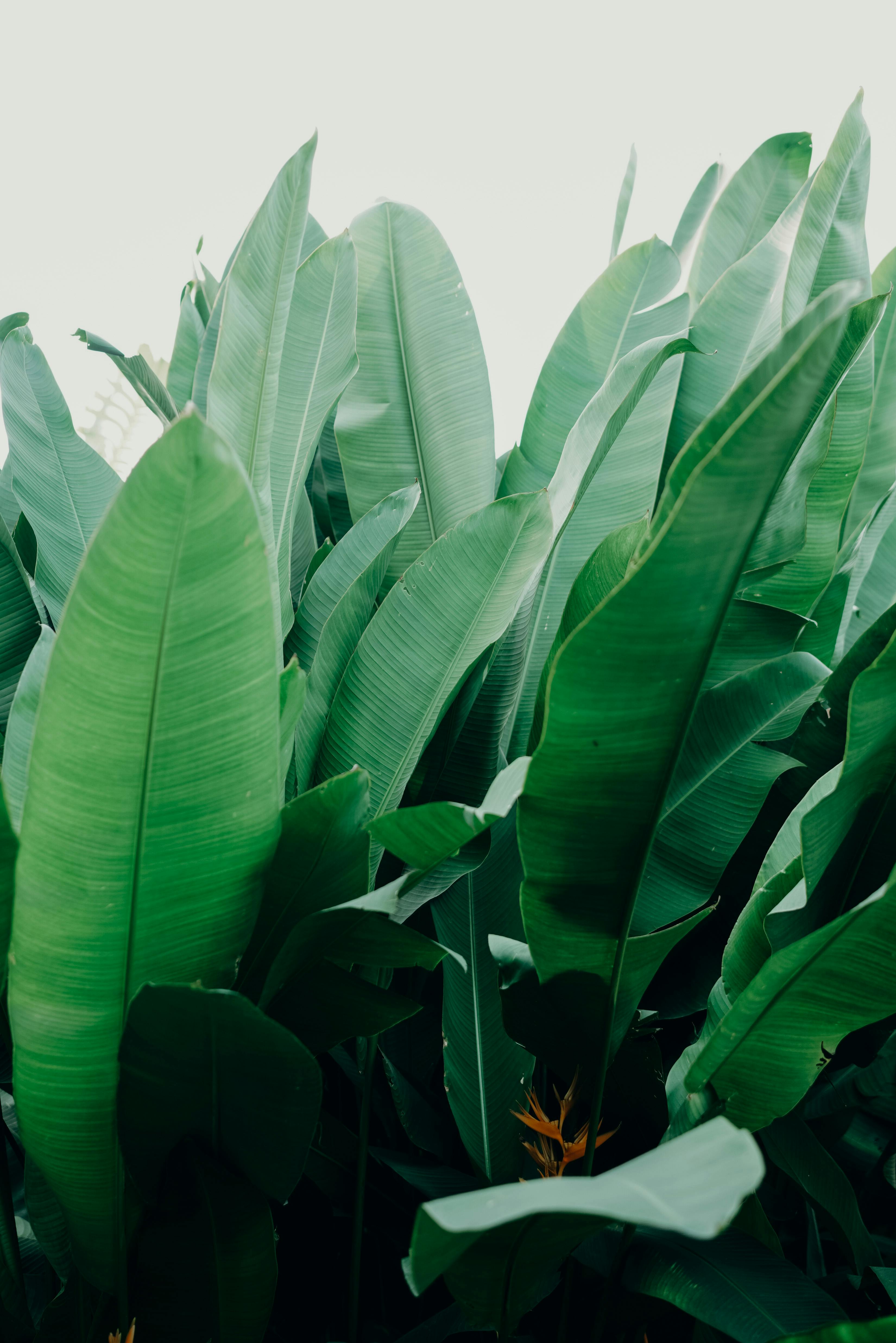 Banana Tree Photo, Download The BEST