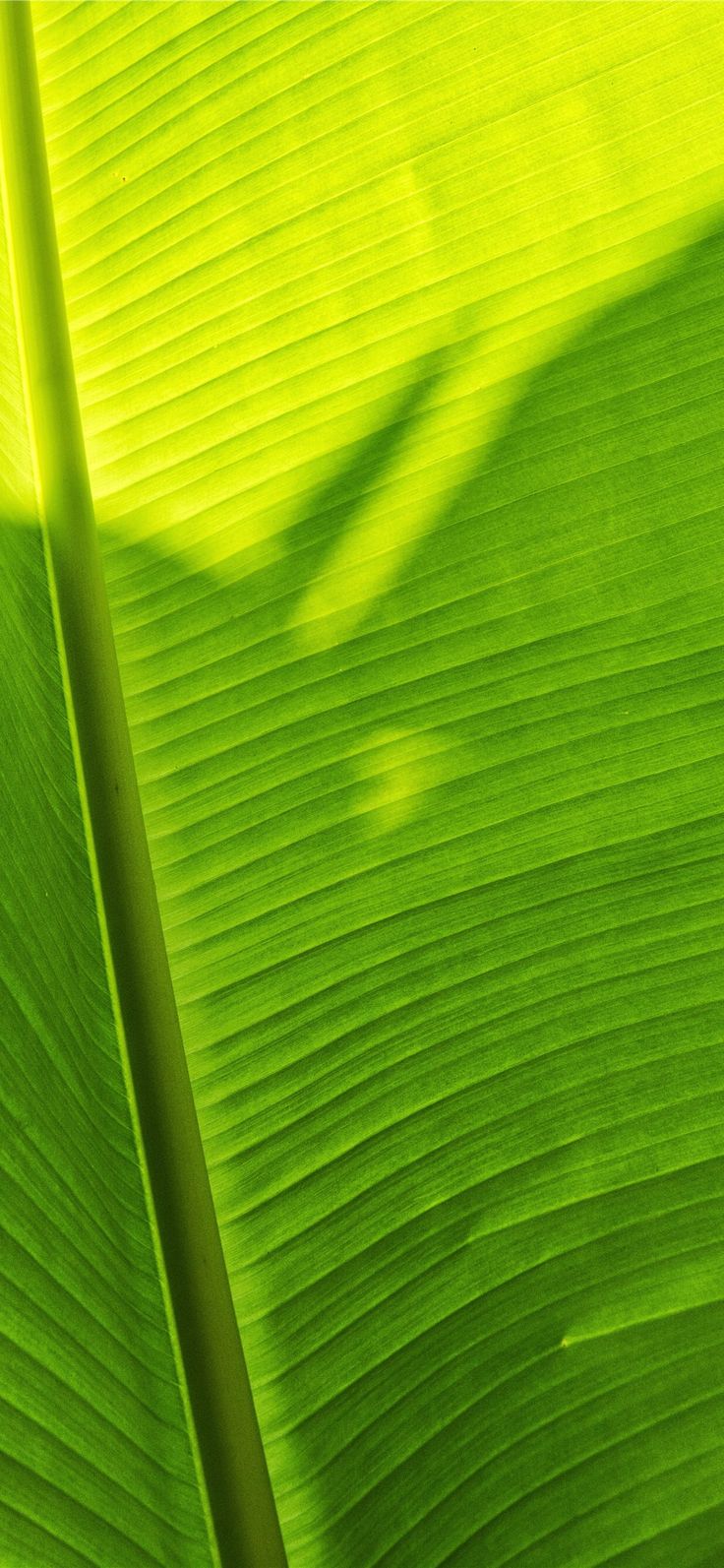 Green Banana Leaf