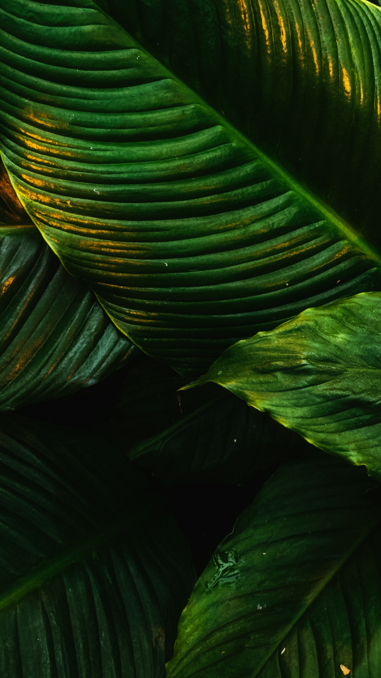 Tropical Wallpaper 4K, Green Leaves